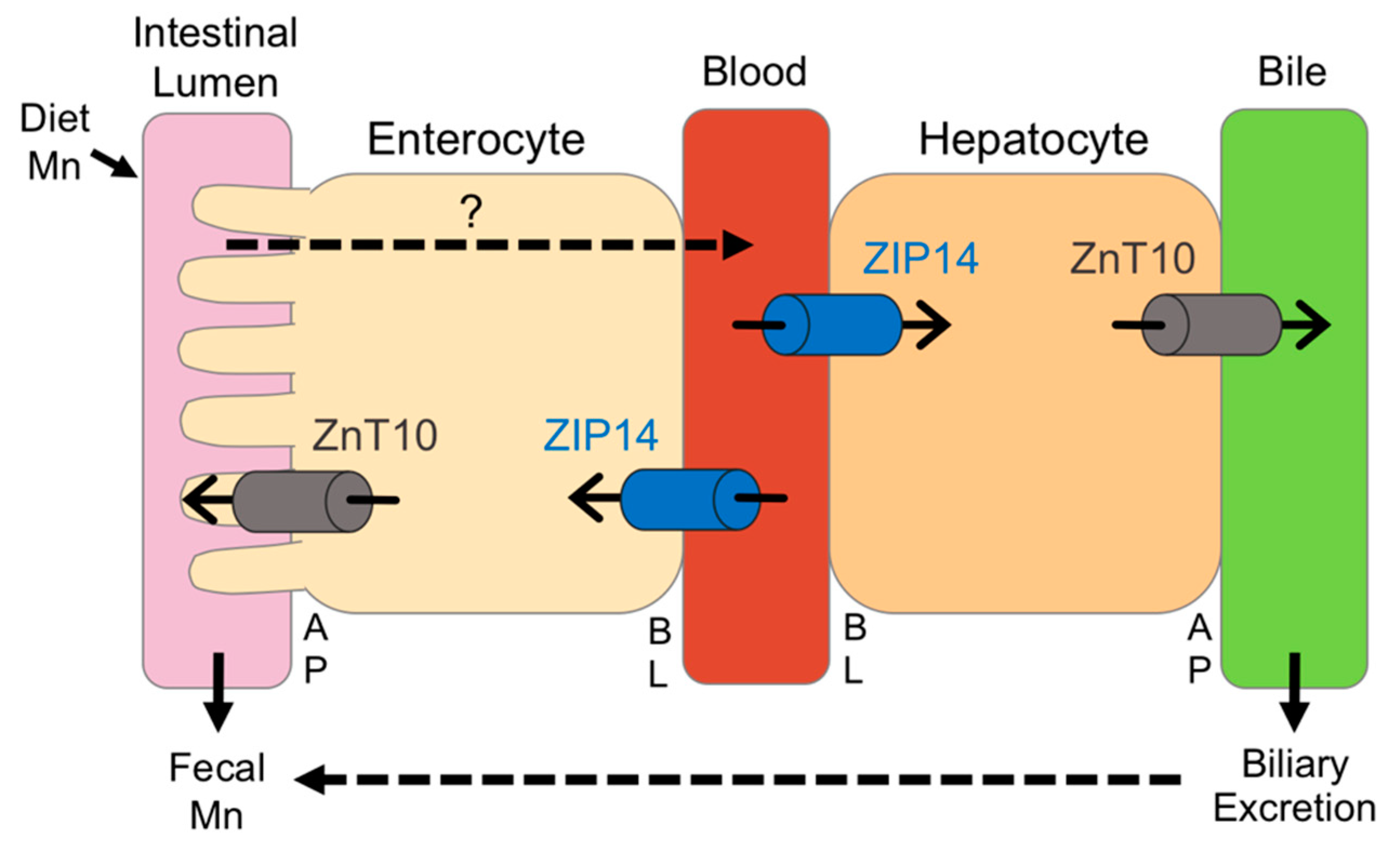 Nutrients 11 02099 g008 Nutrients 11 02099 g008
