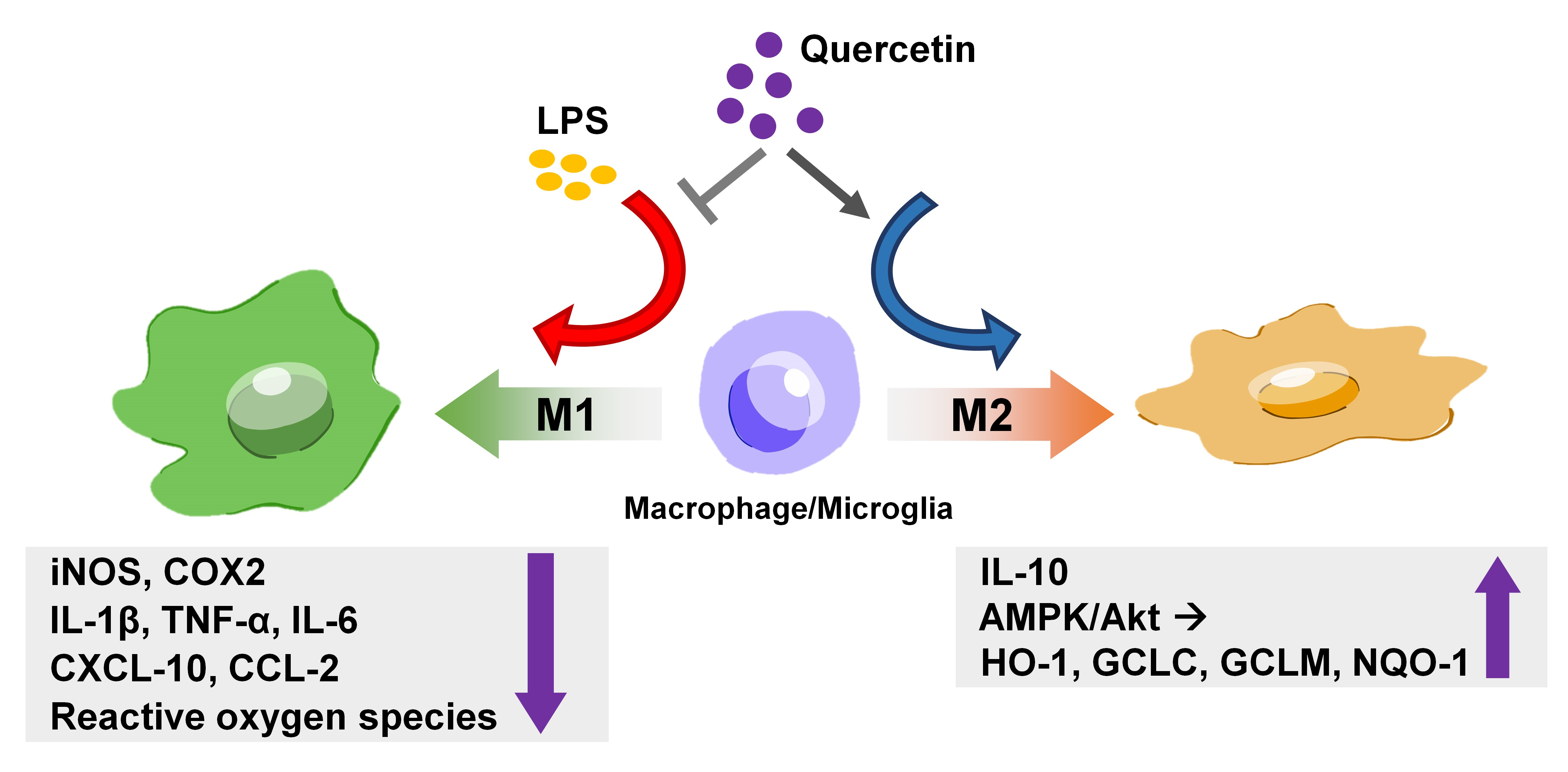 Nutrients Free Full Text Regulatory Effects Of Quercetin On M M