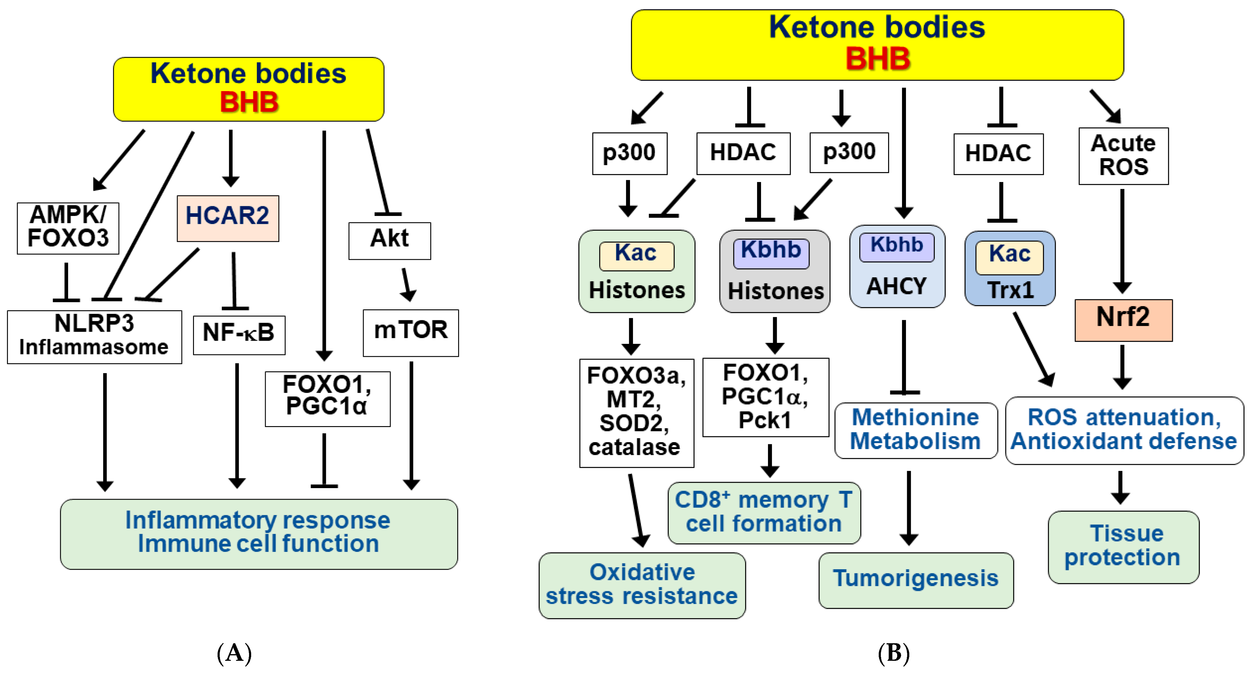 Nutrients Free Full Text Molecular Mechanisms For Ketone Body