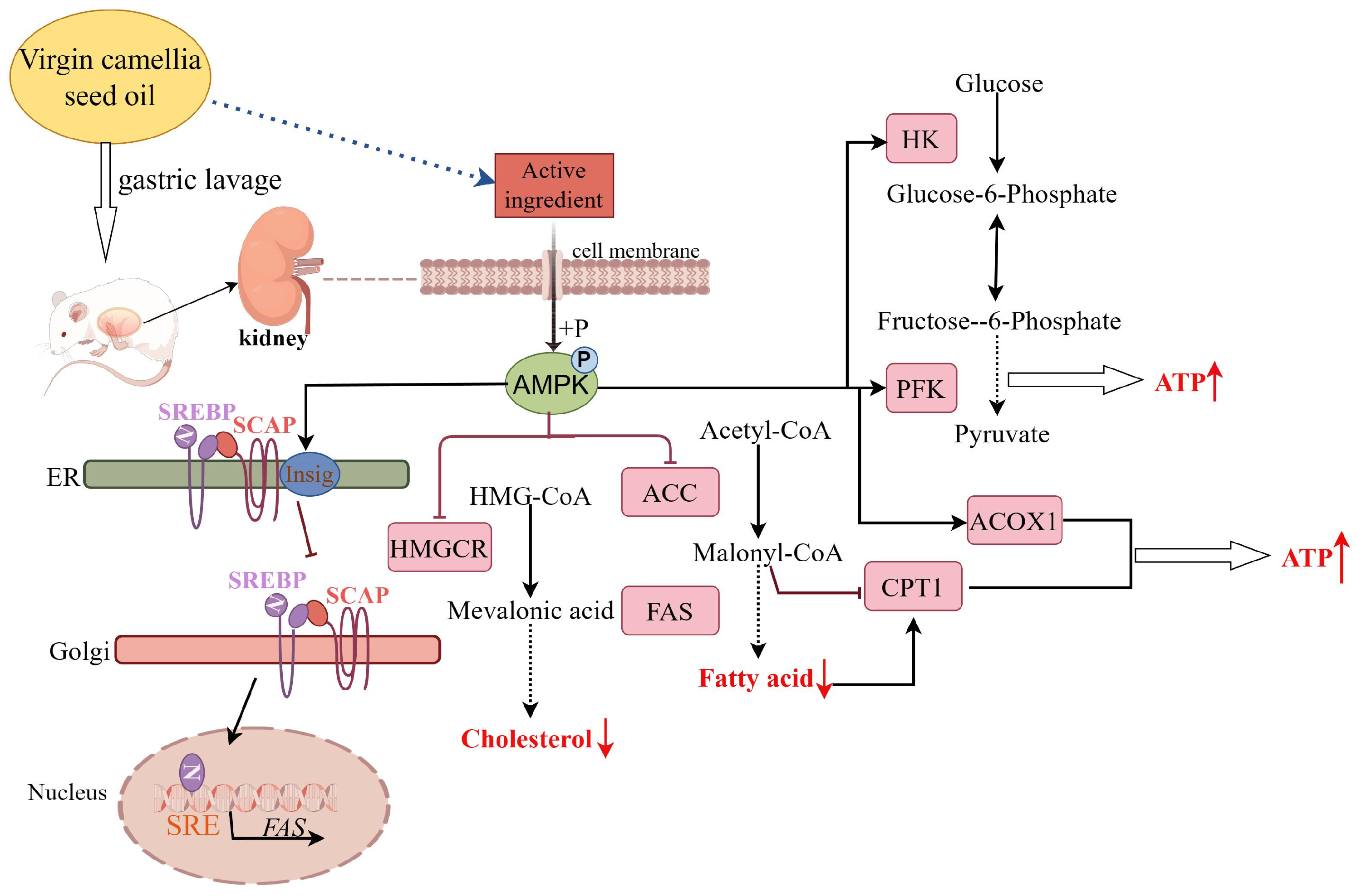 Nutrients 15 04888 g007