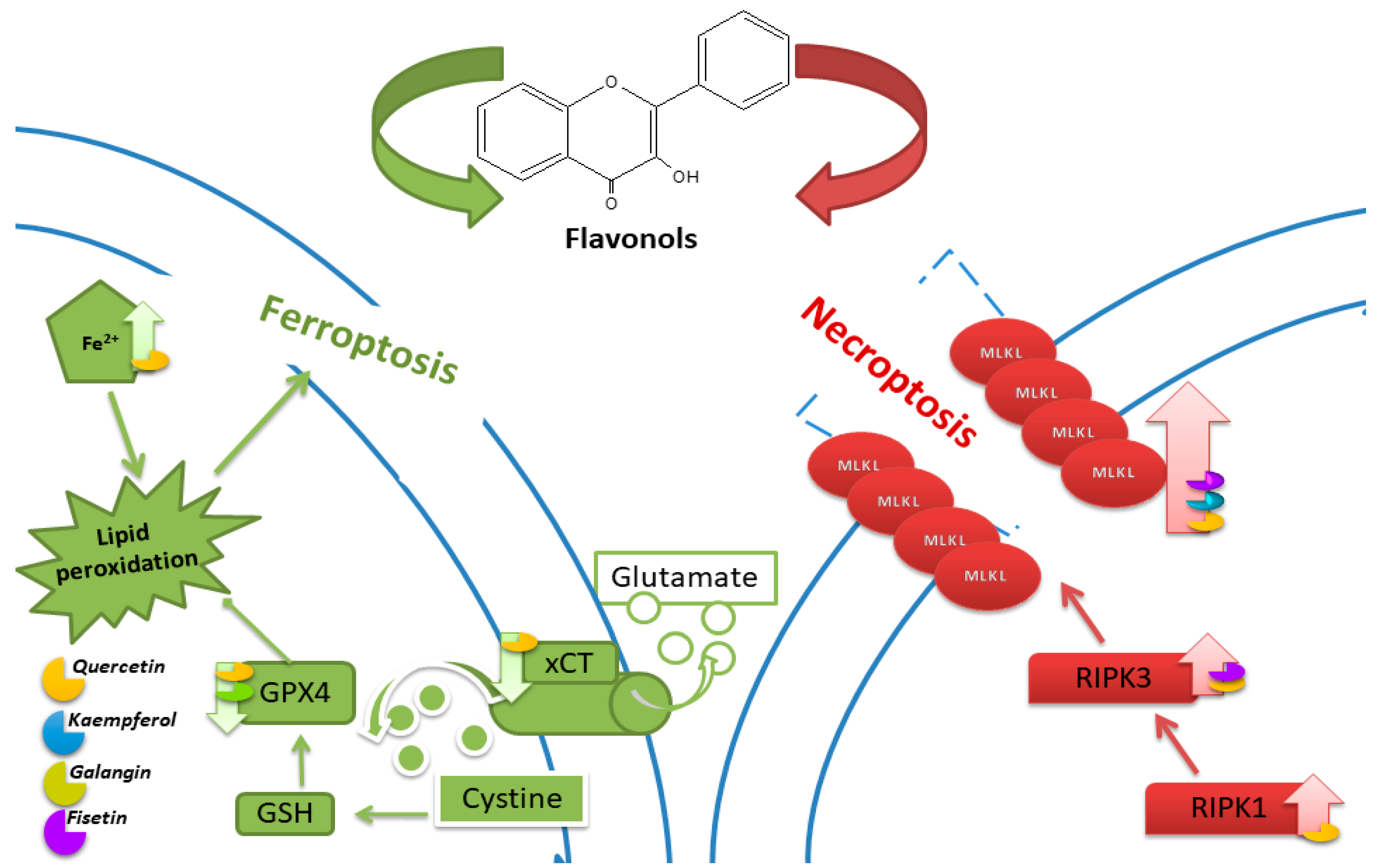 Nutrients 16 01201 g005