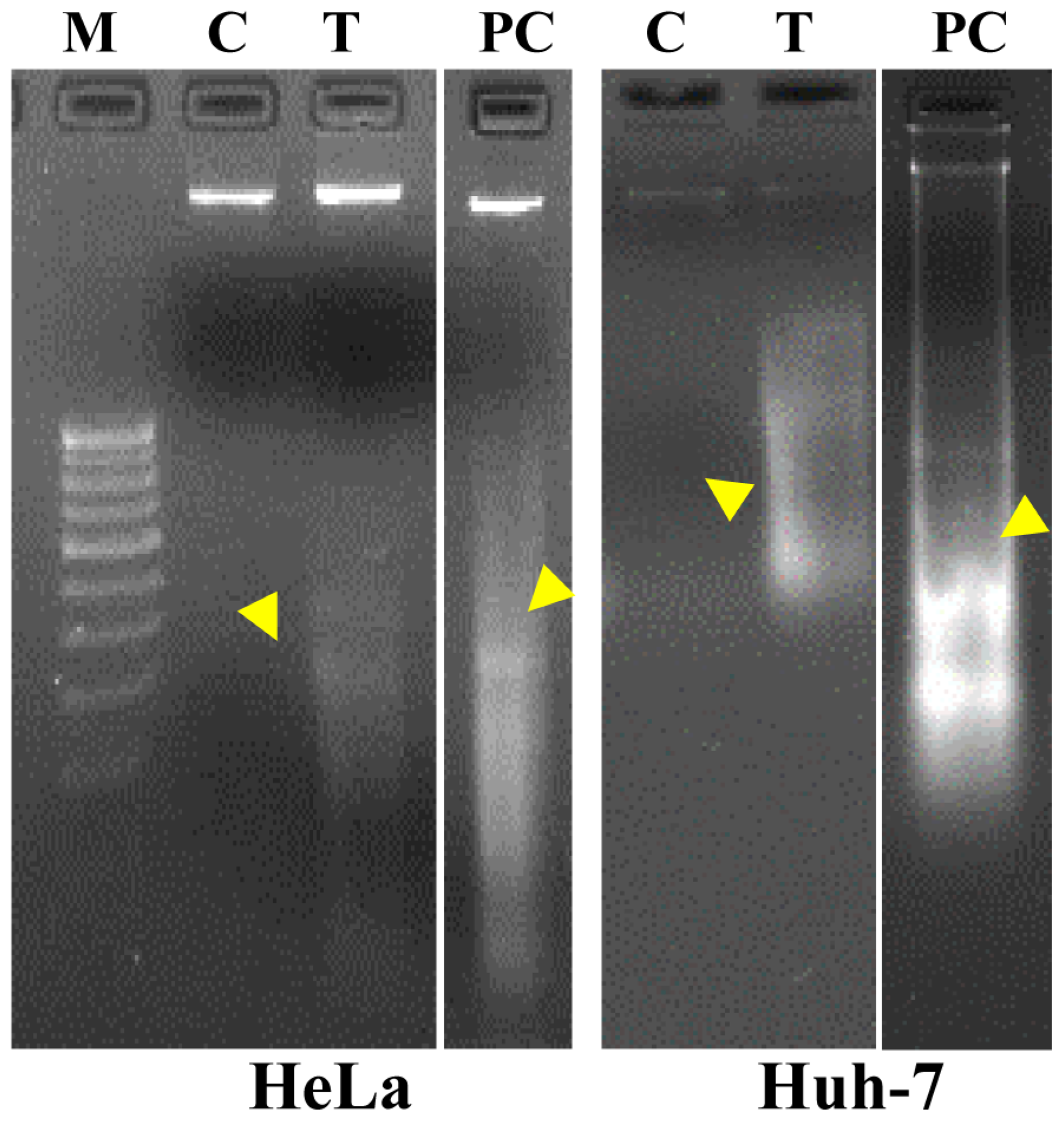 Nutrients 16 01222 g004