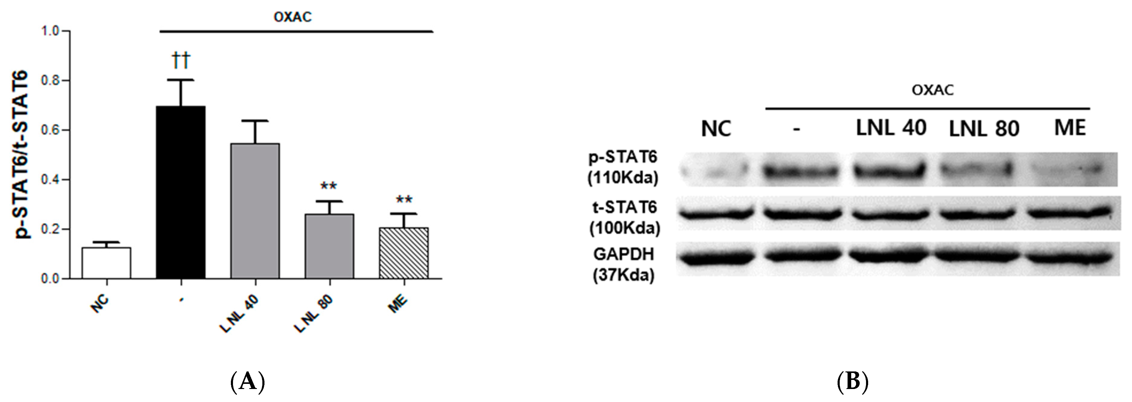 Nutrients 16 01250 g006