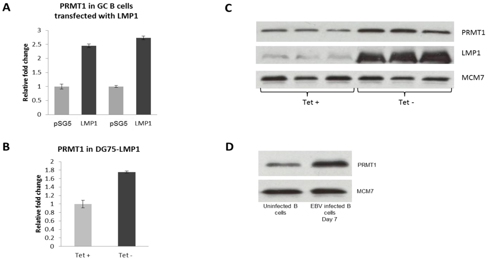Pathogens 01 00052 g005