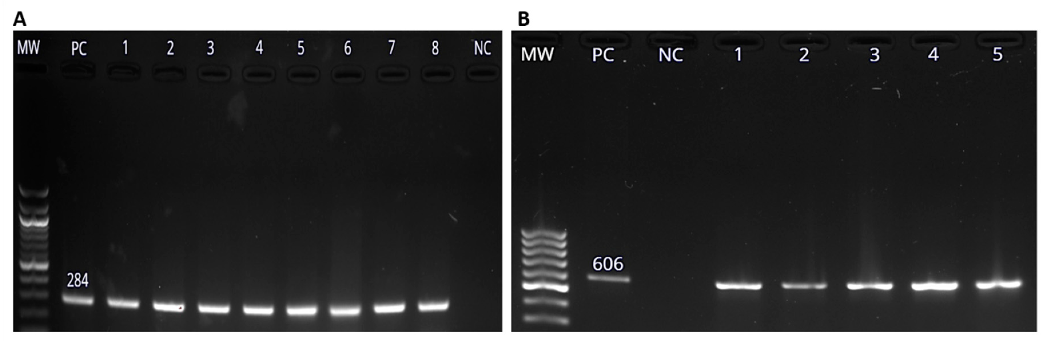Pathogens 08 00124 g002