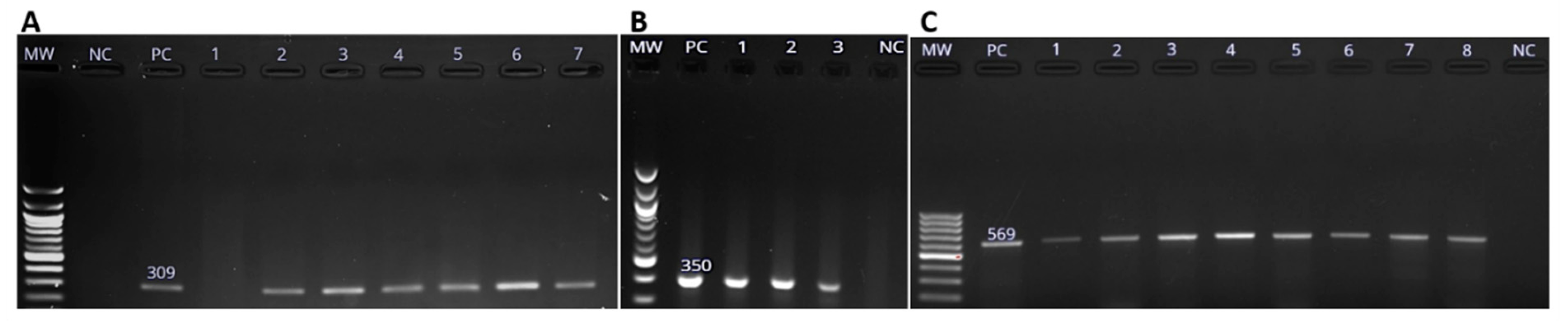Pathogens 08 00124 g003