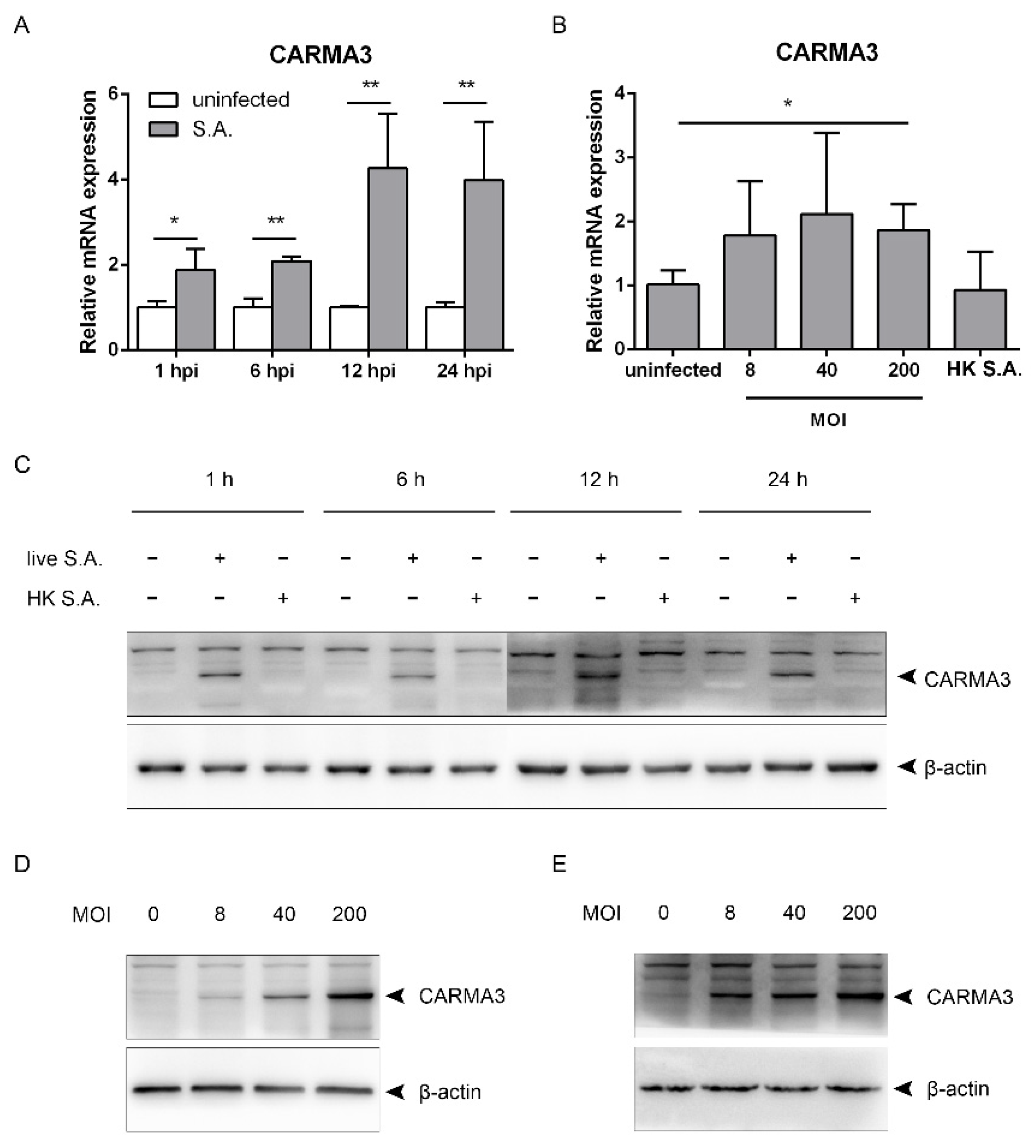 Pathogens 10 00300 g004