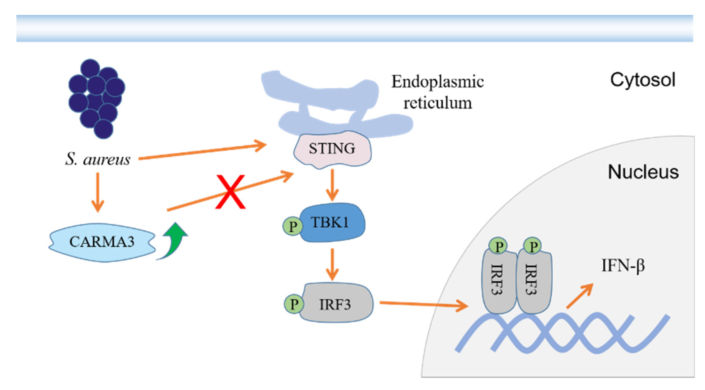 Pathogens 10 00300 g007