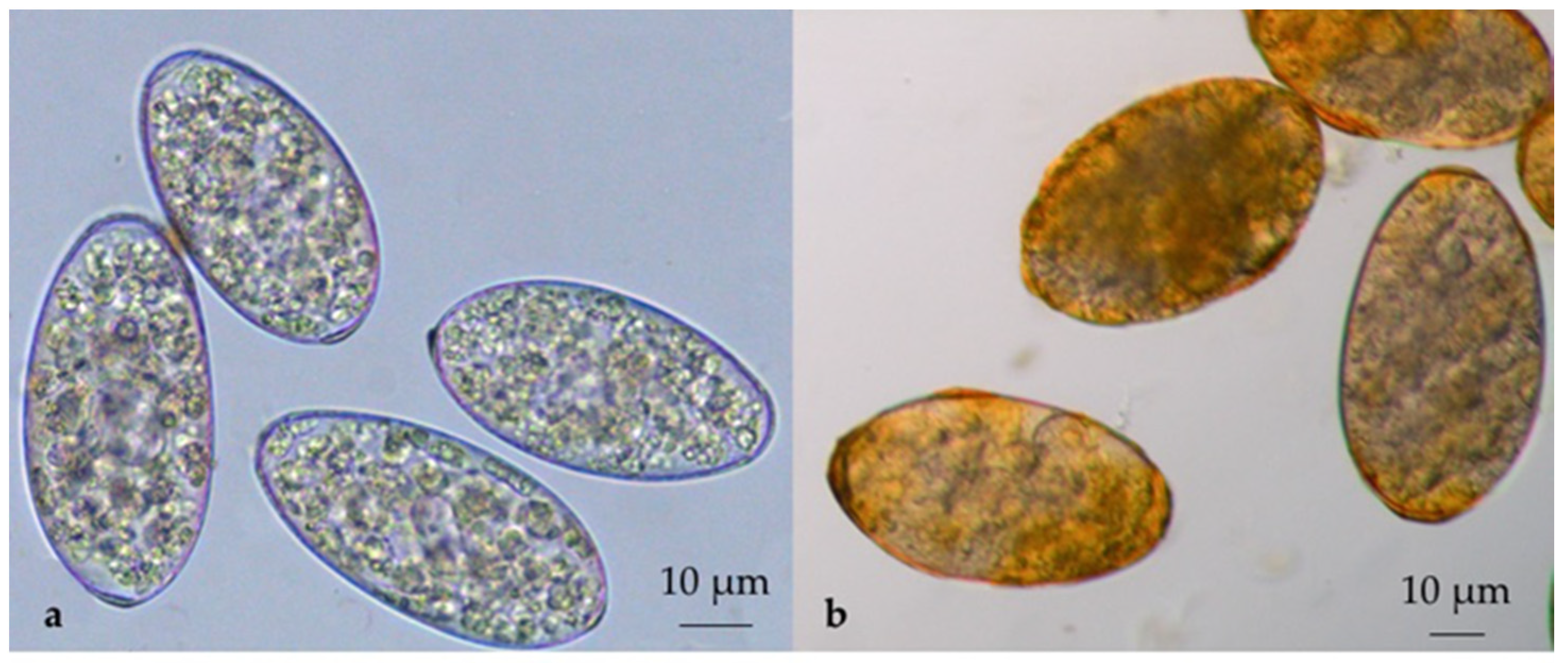 Pathogens 10 01122 g007 Pathogens 10 01122 g007