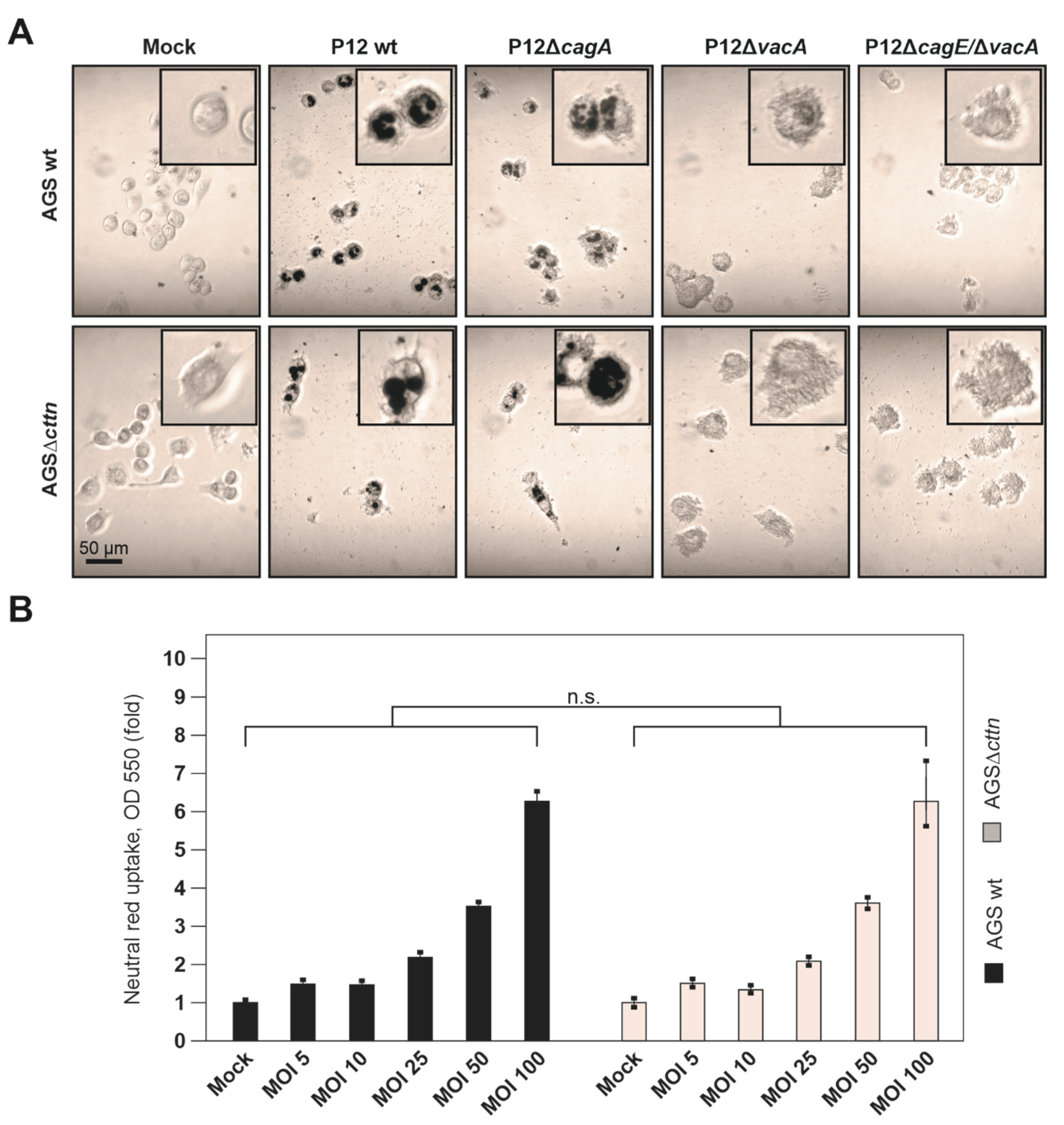 Pathogens 11 00003 g004 Pathogens 11 00003 g004