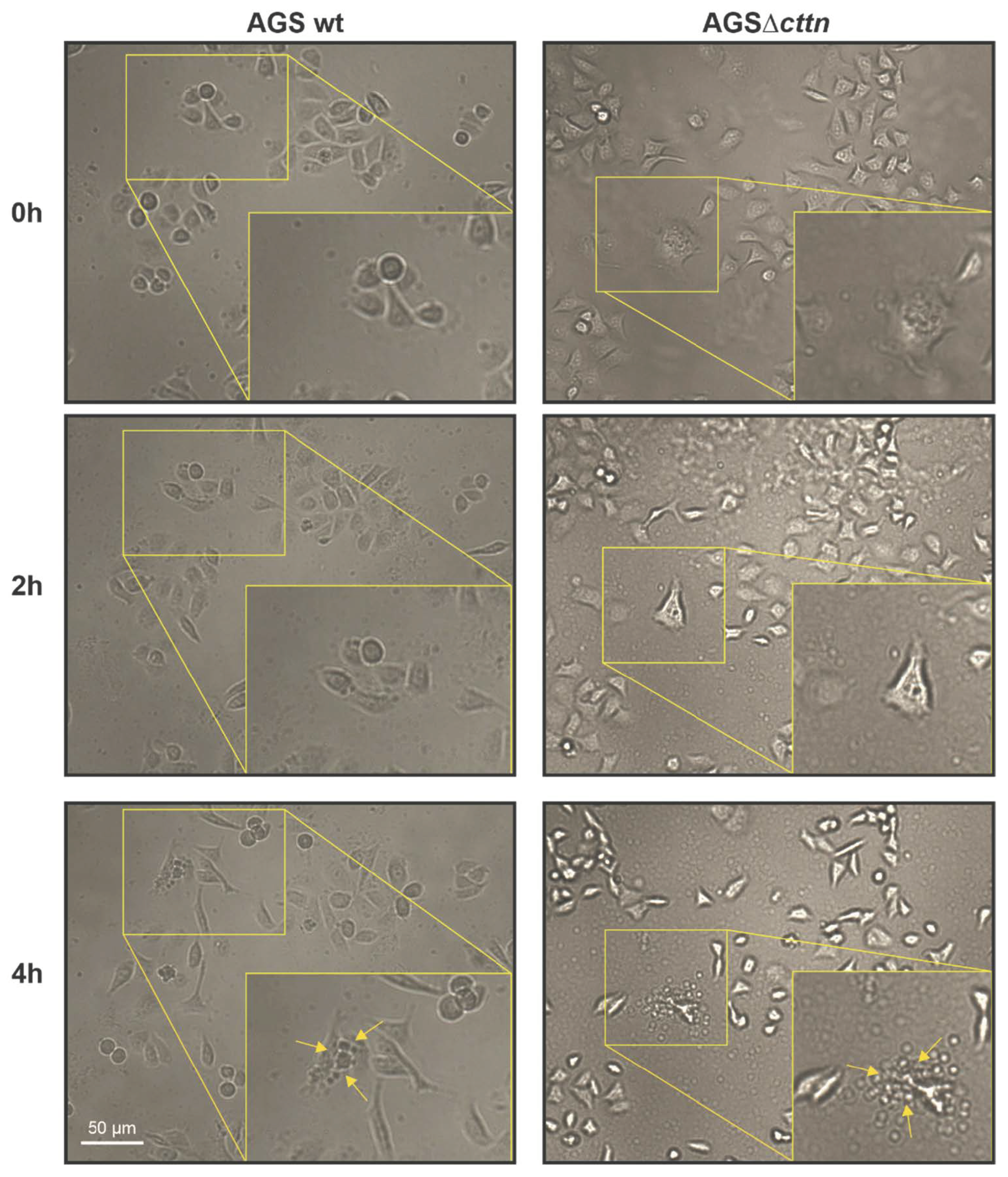 Pathogens 11 00003 g008 Pathogens 11 00003 g008