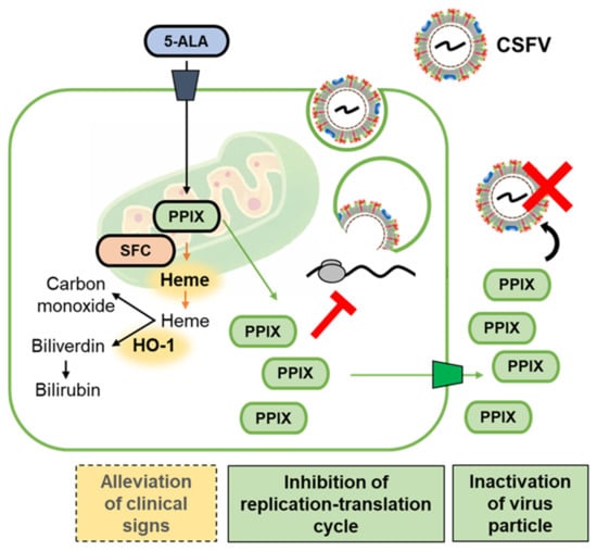 Pathogens Free Full Text Antiviral Effects Of 5 Aminolevulinic Acid