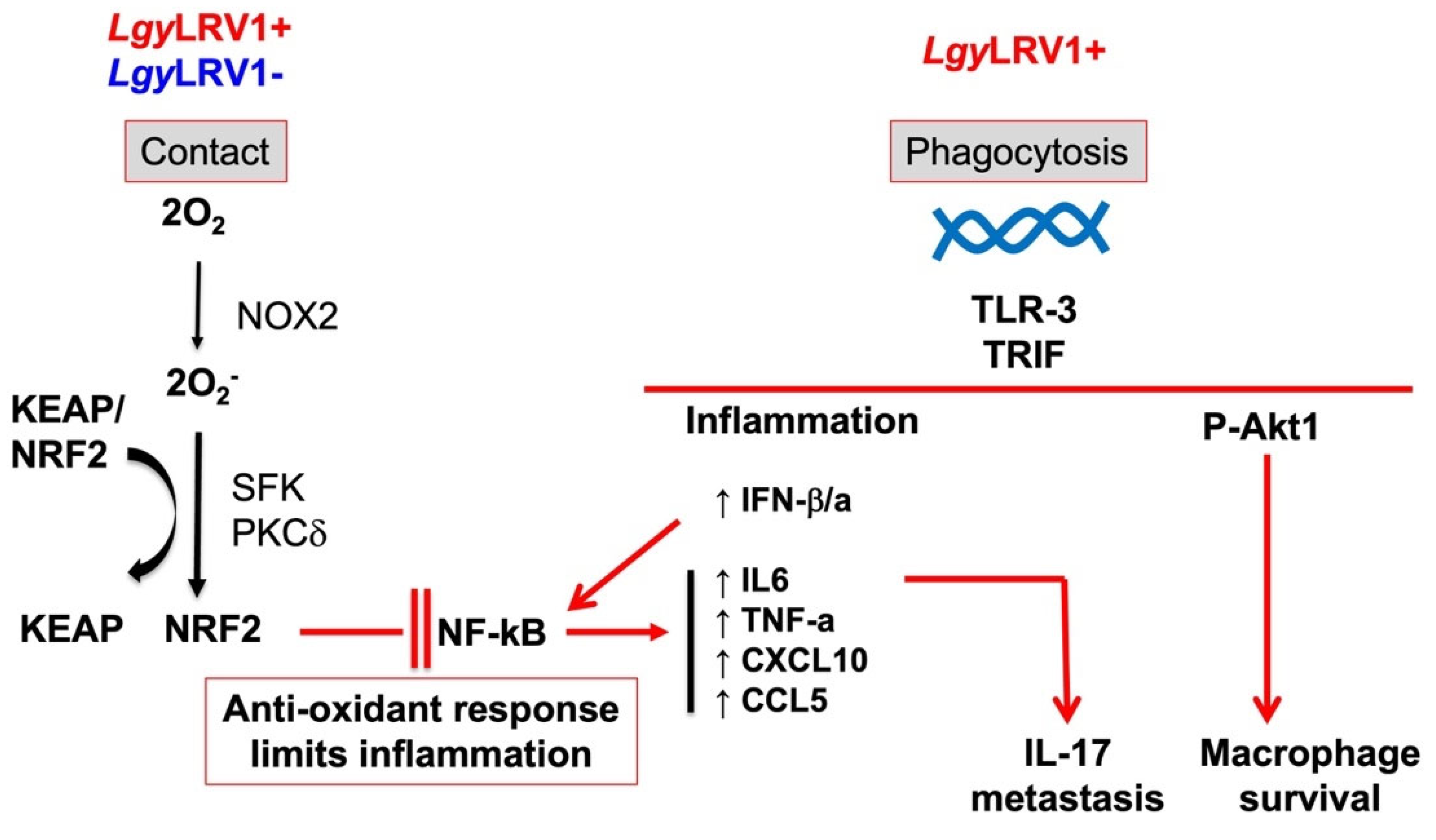 Pathogens 11 00409 g002