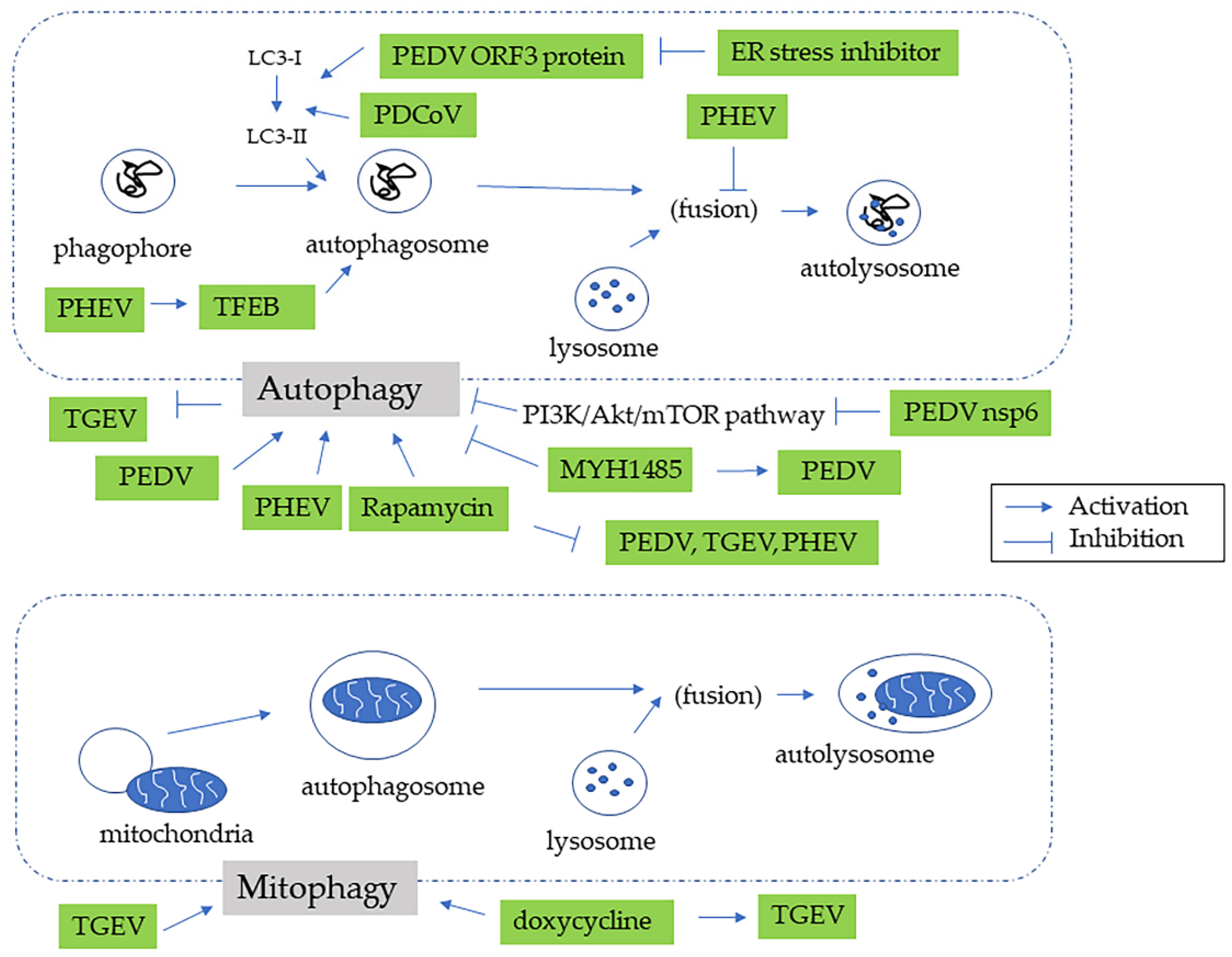 Pathogens 11 00940 g005