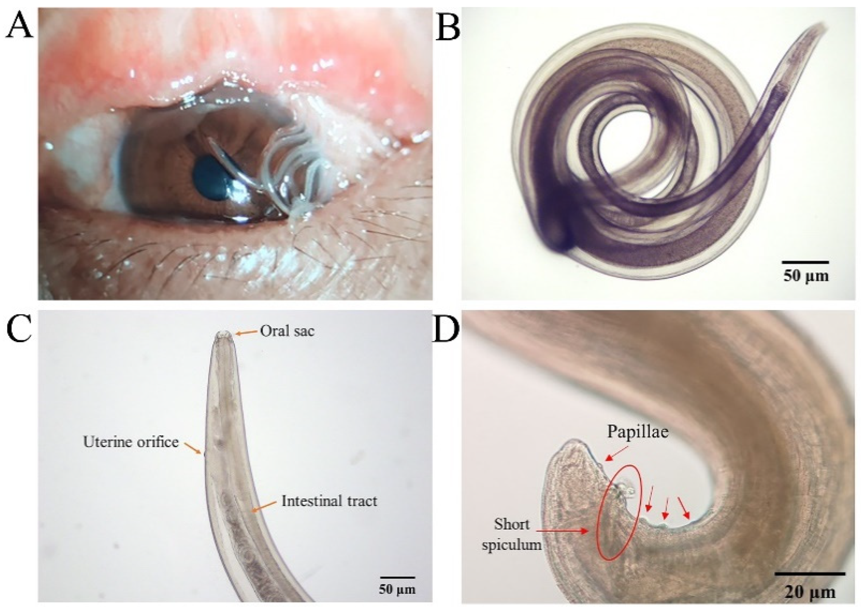 Pathogens 11 01066 g005