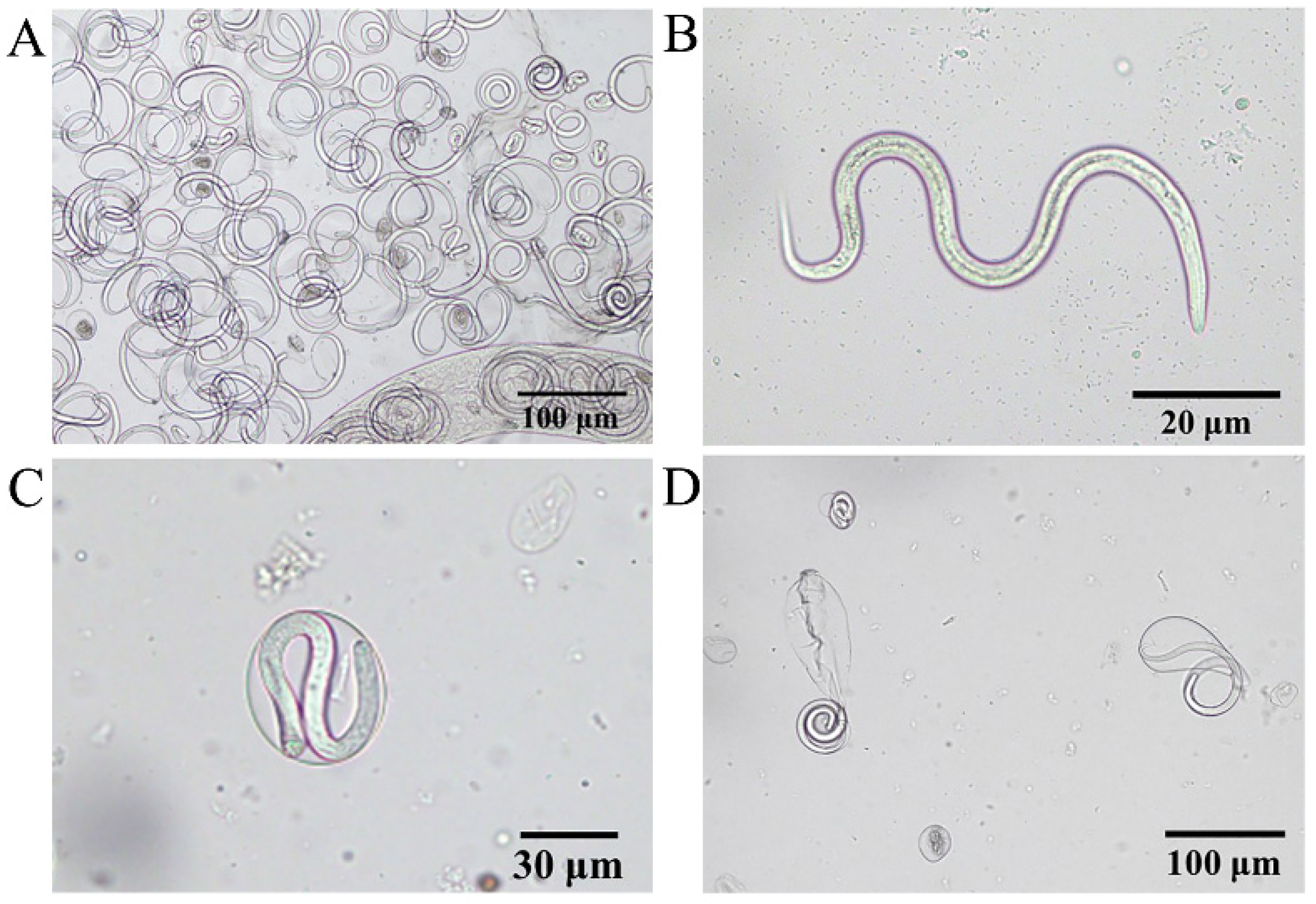 Pathogens 11 01066 g007