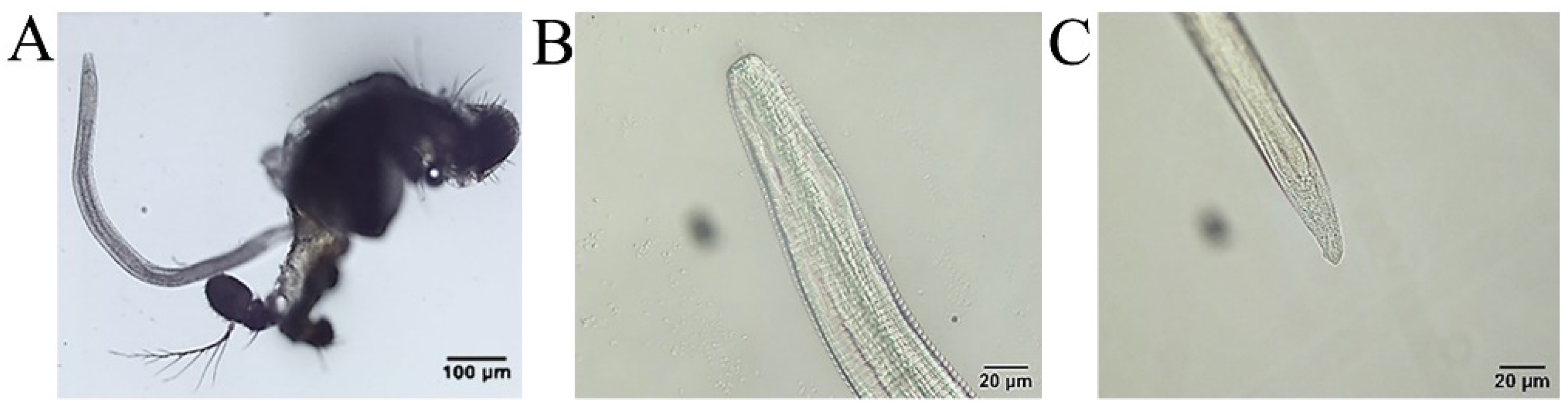 Pathogens 11 01066 g008