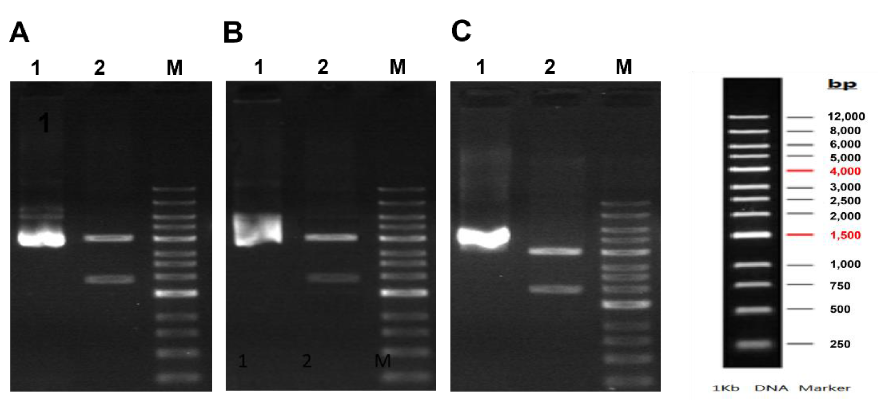 Pathogens 11 01271 g001