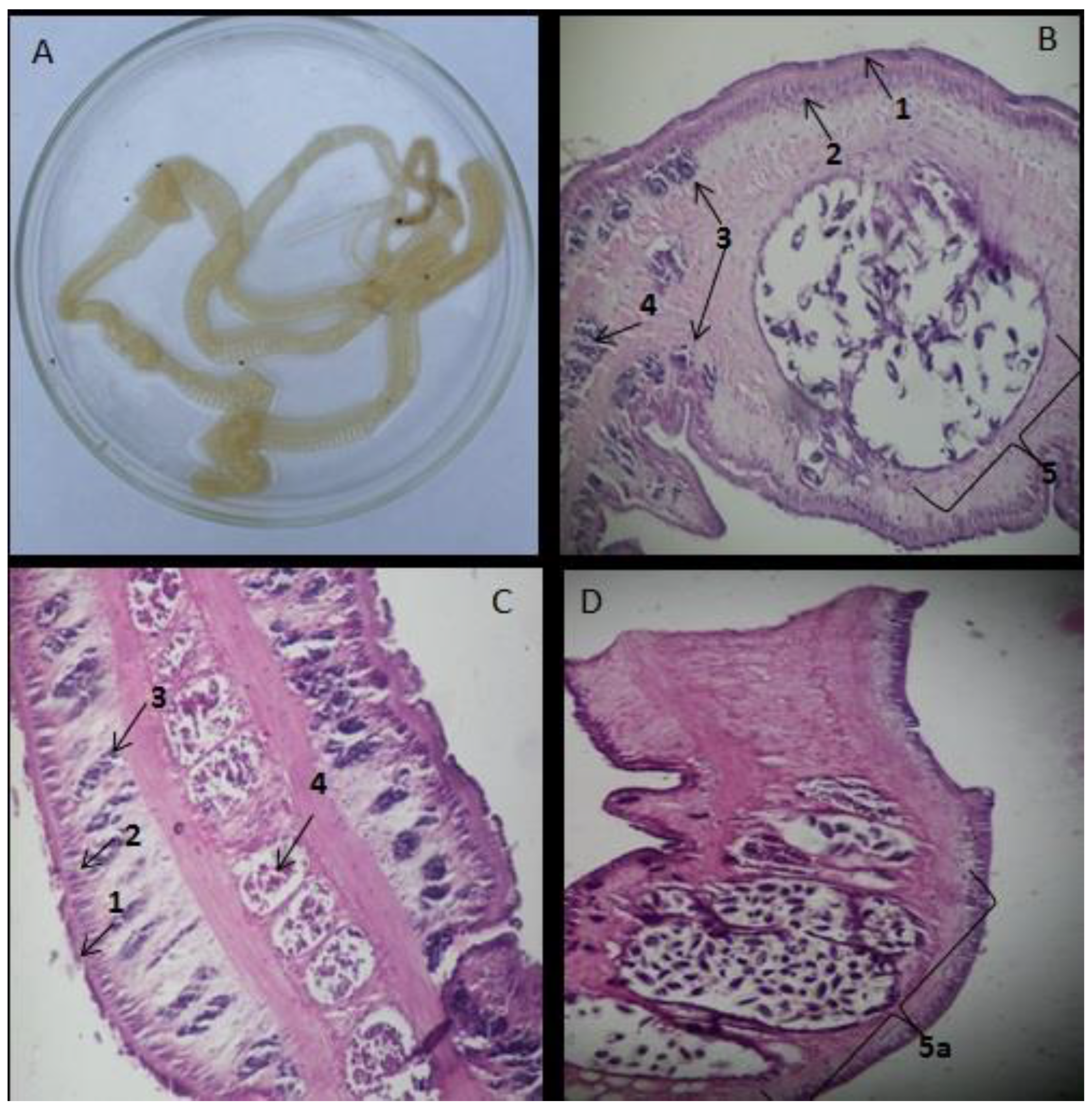 Pathogens 11 01468 g003 Pathogens 11 01468 g003
