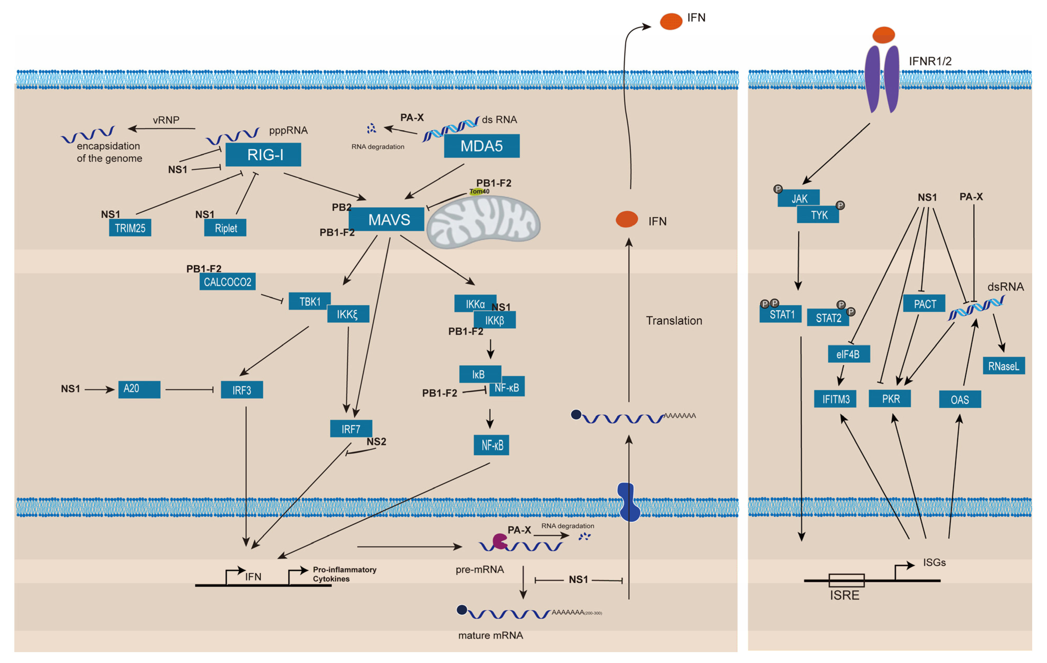 Pathogens 11 01521 g002
