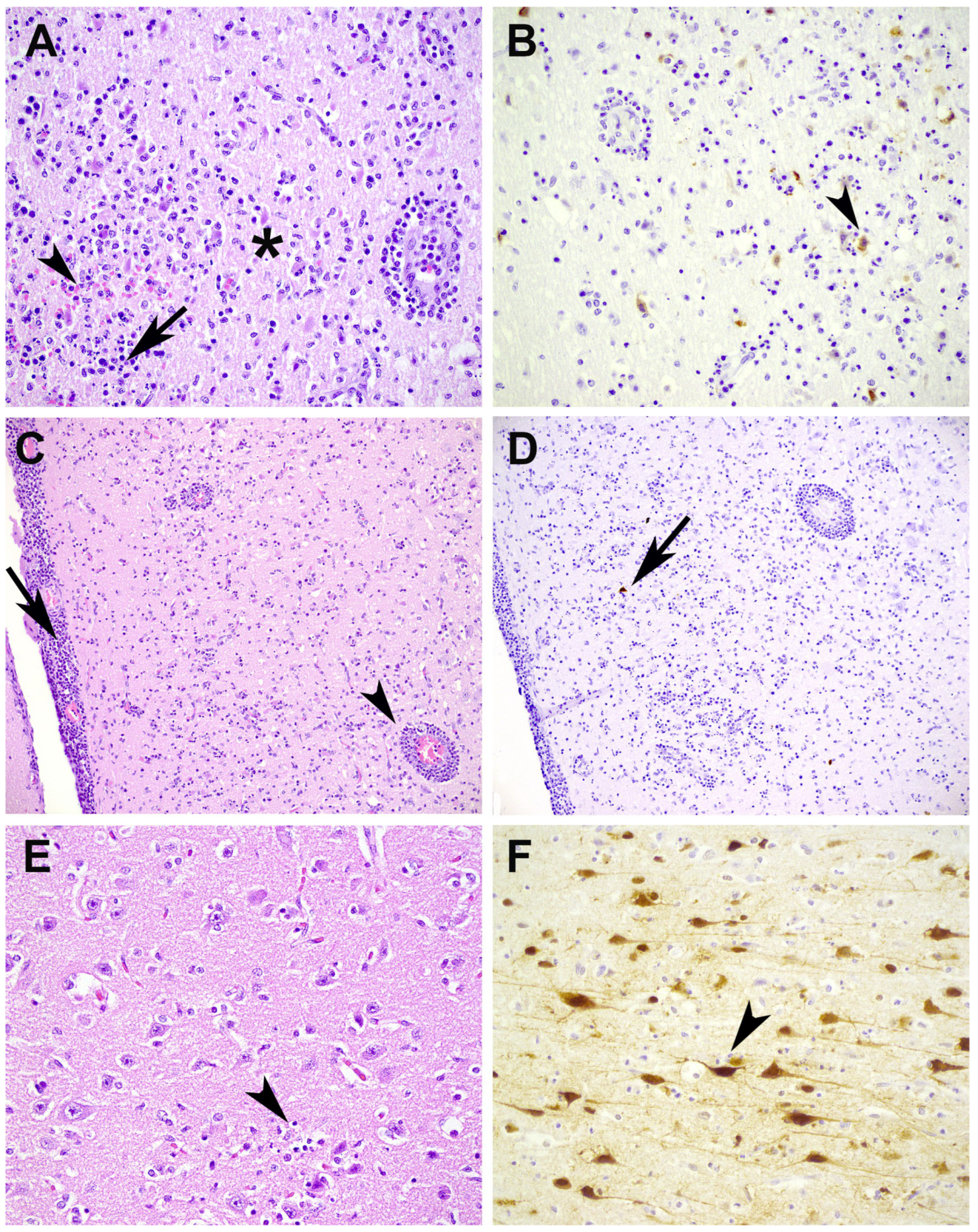 Pathogens 12 00168 g003 Pathogens 12 00168 g003