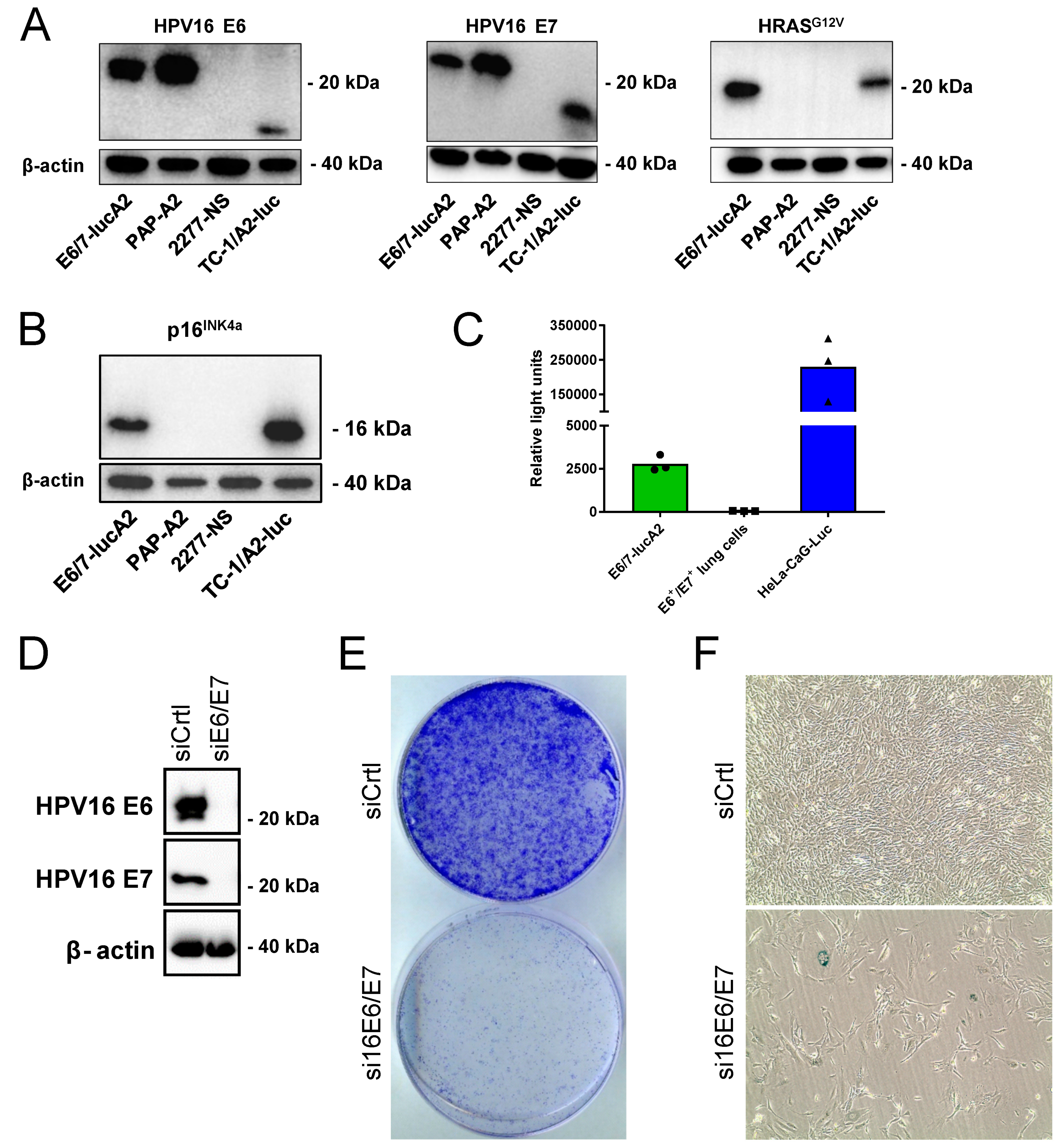 Pathogens 12 00188 g001