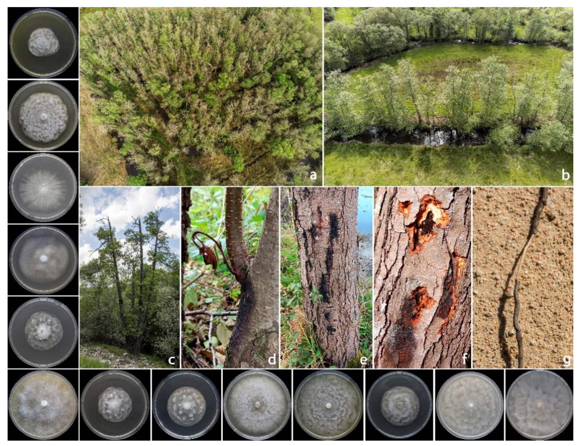 Pathogens 12 00276 g001 Pathogens 12 00276 g001