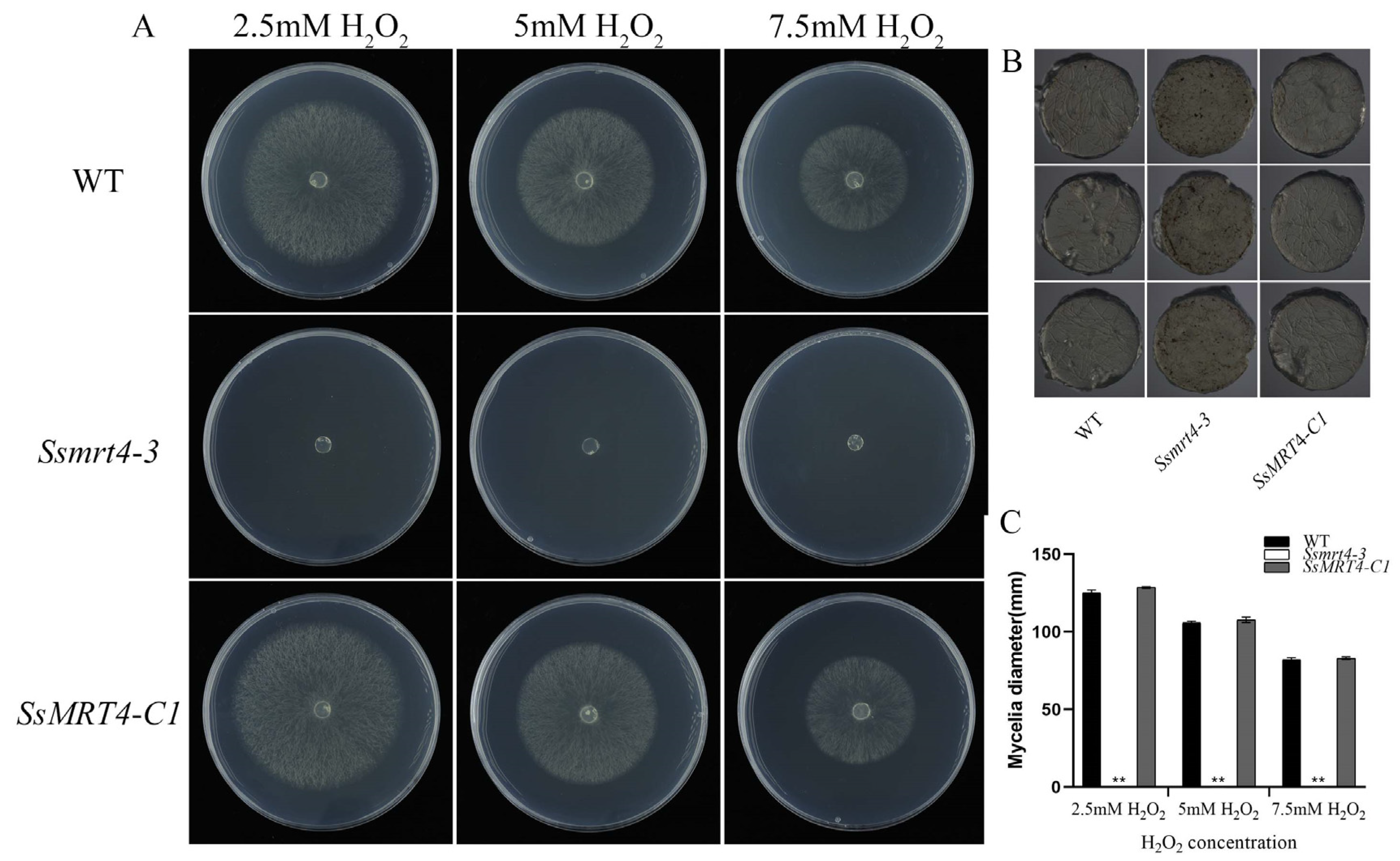 Pathogens 12 00281 g005 Pathogens 12 00281 g005