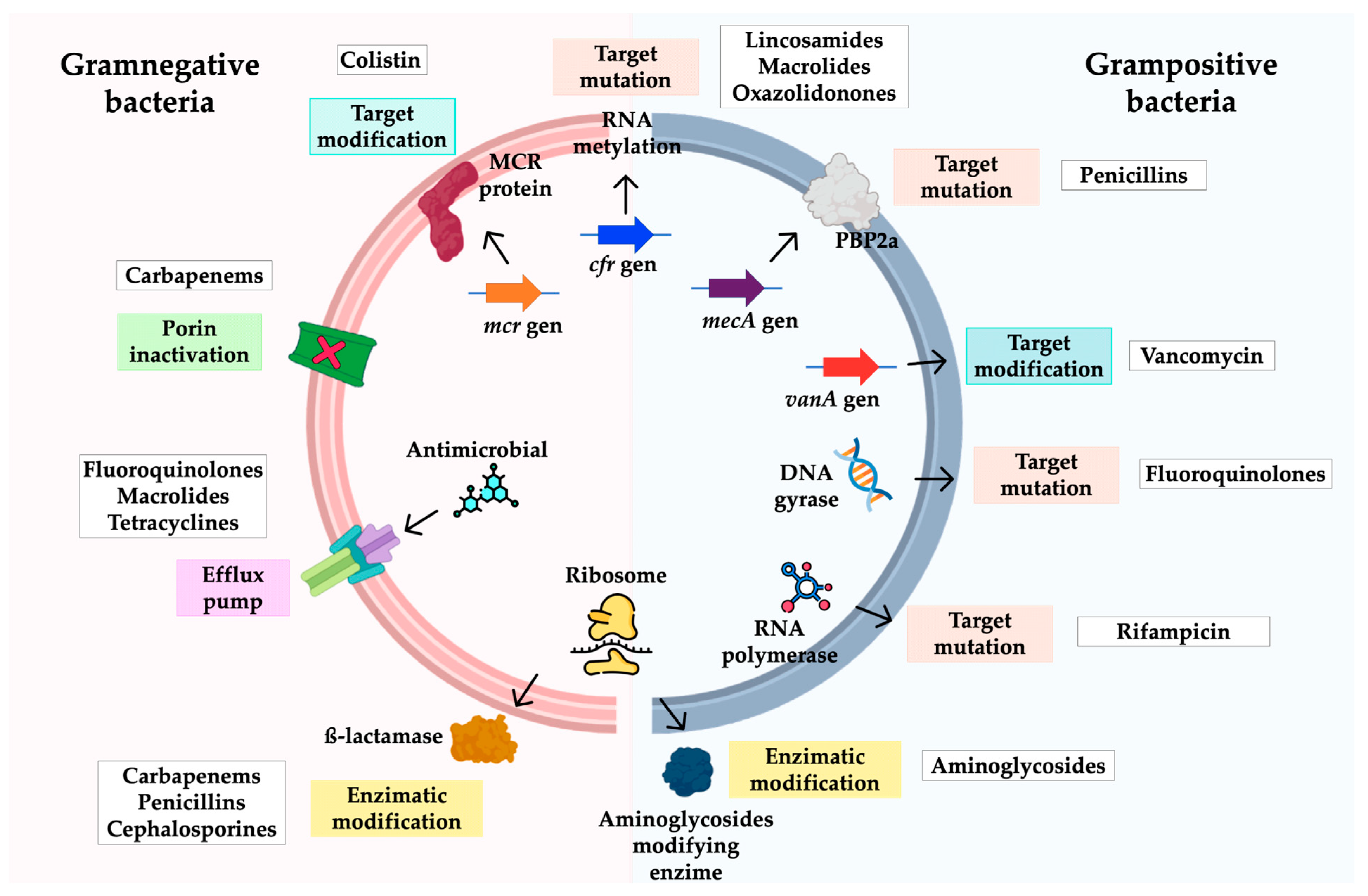 Pathogens 12 00743 g001