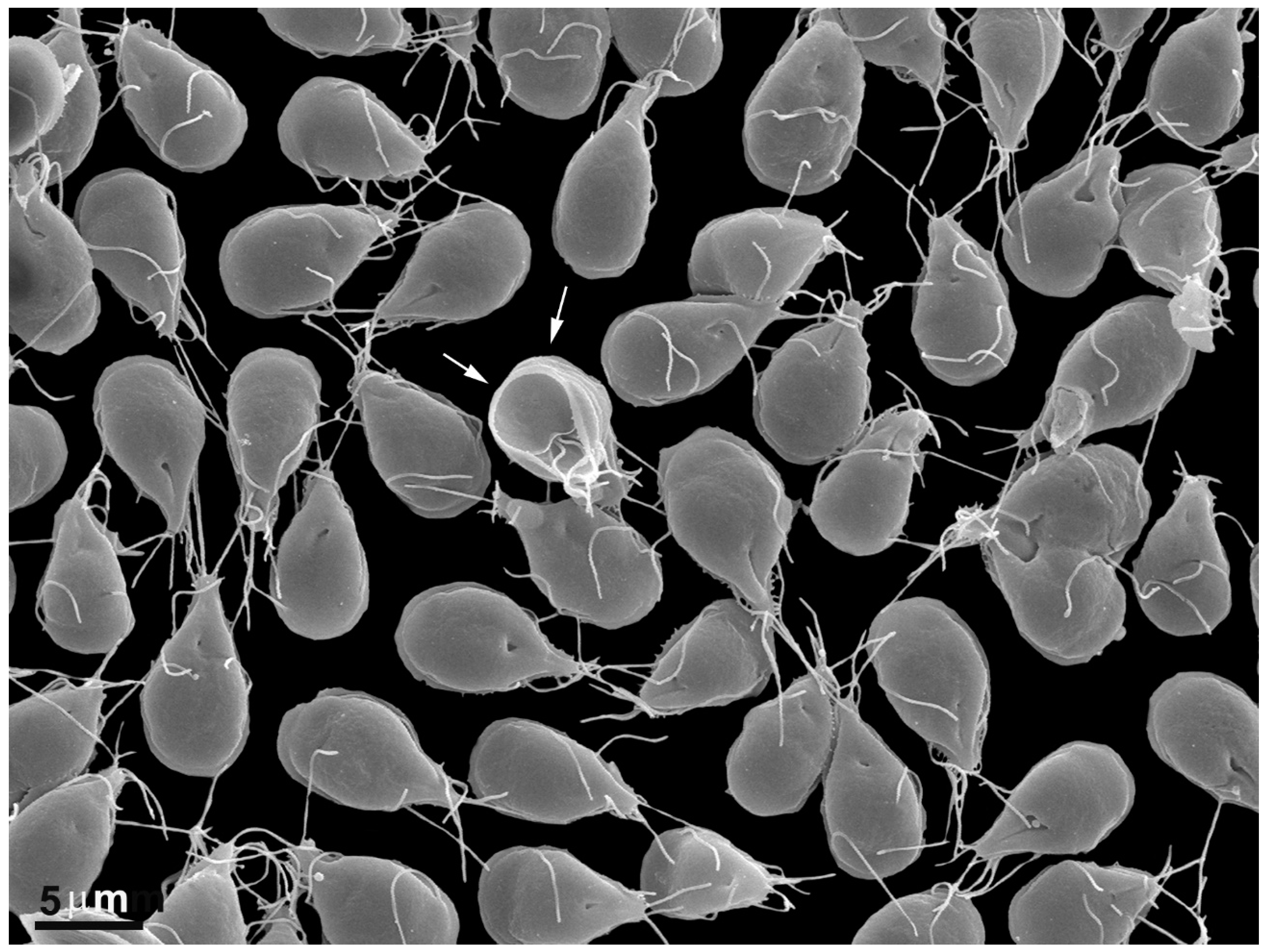 Pathogens 12 00810 g001 Pathogens 12 00810 g001