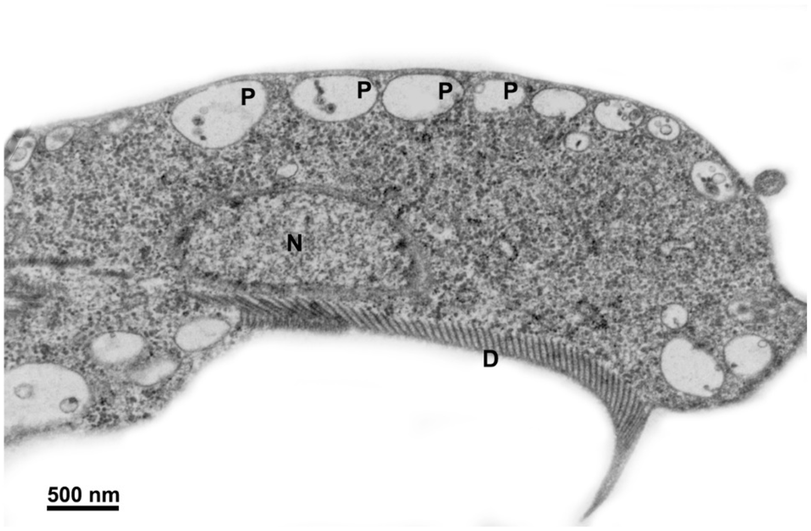 Pathogens 12 00810 g005 Pathogens 12 00810 g005