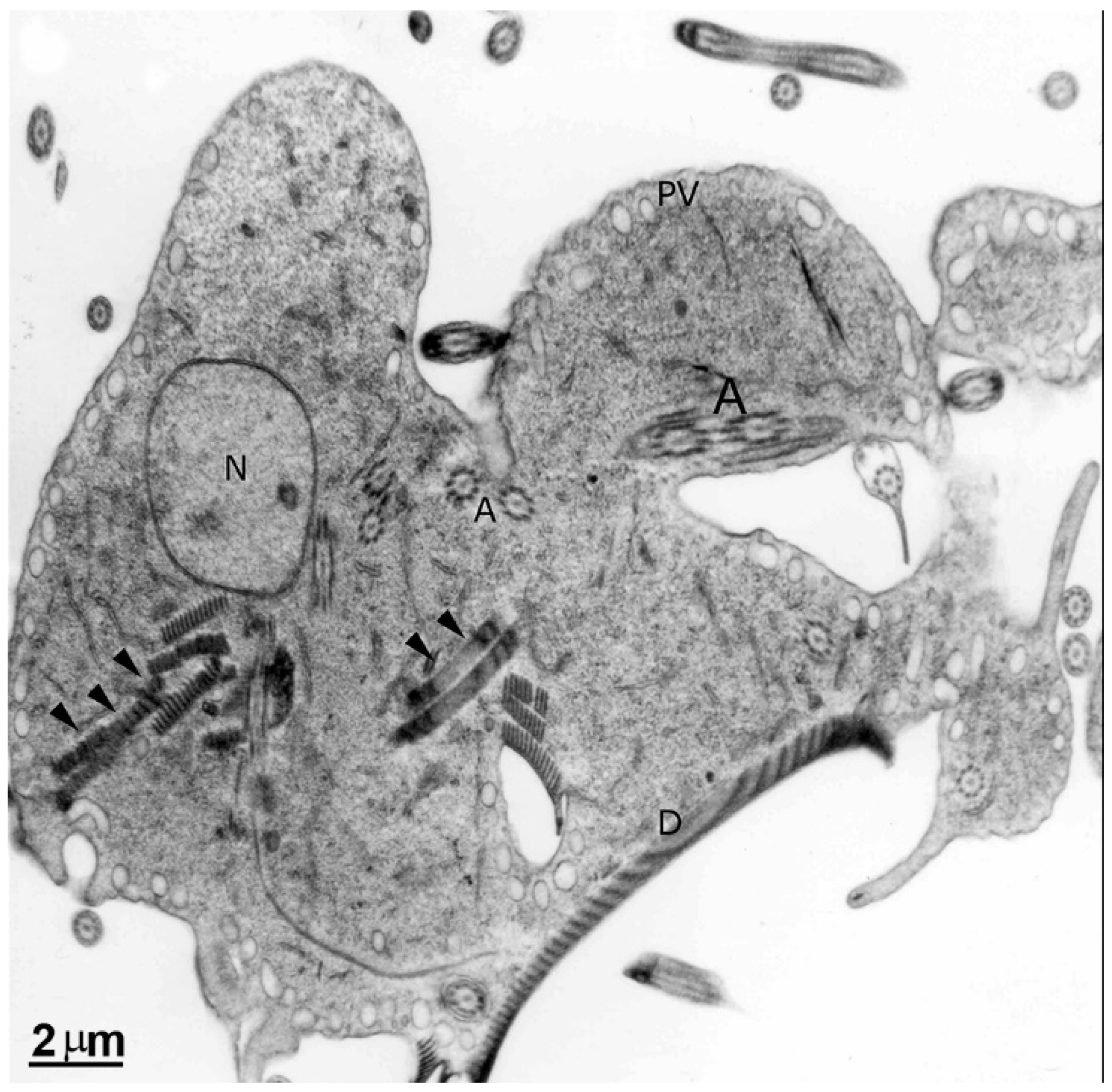 Pathogens 12 00810 g010 Pathogens 12 00810 g010