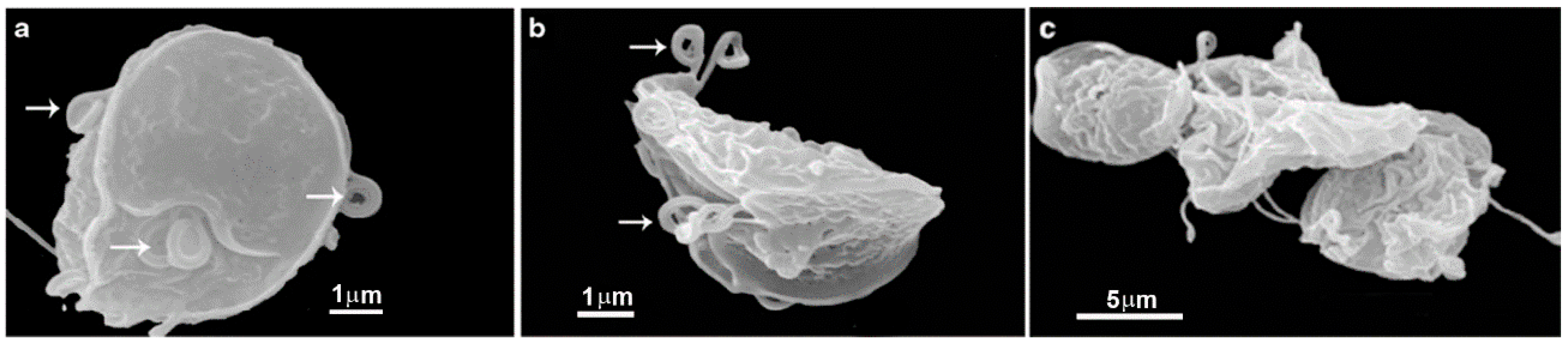 Pathogens 12 00810 g011 Pathogens 12 00810 g011