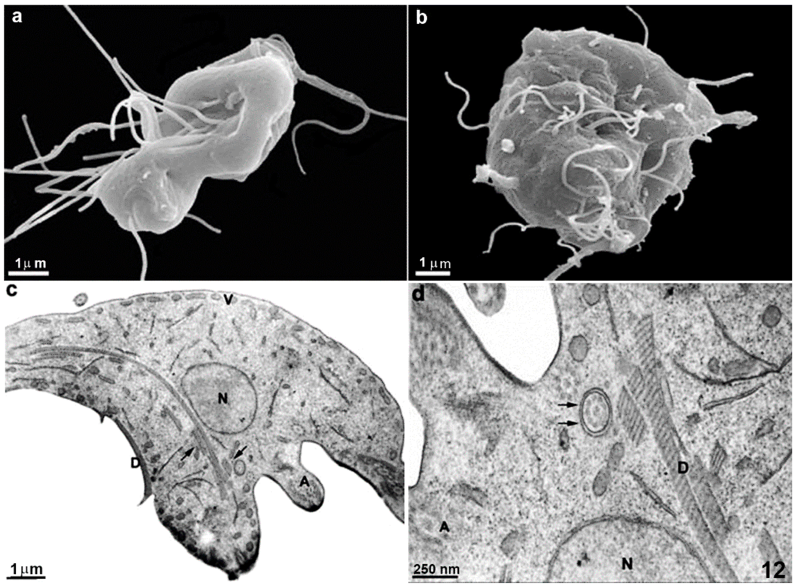 Pathogens 12 00810 g012 Pathogens 12 00810 g012