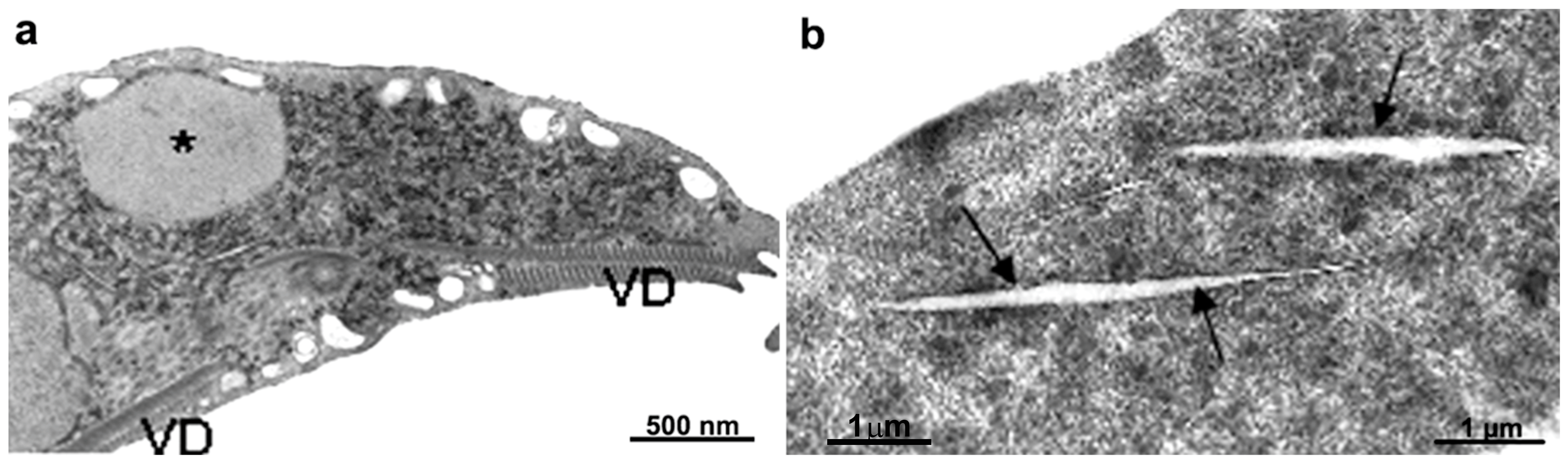 Pathogens 12 00810 g015 Pathogens 12 00810 g015