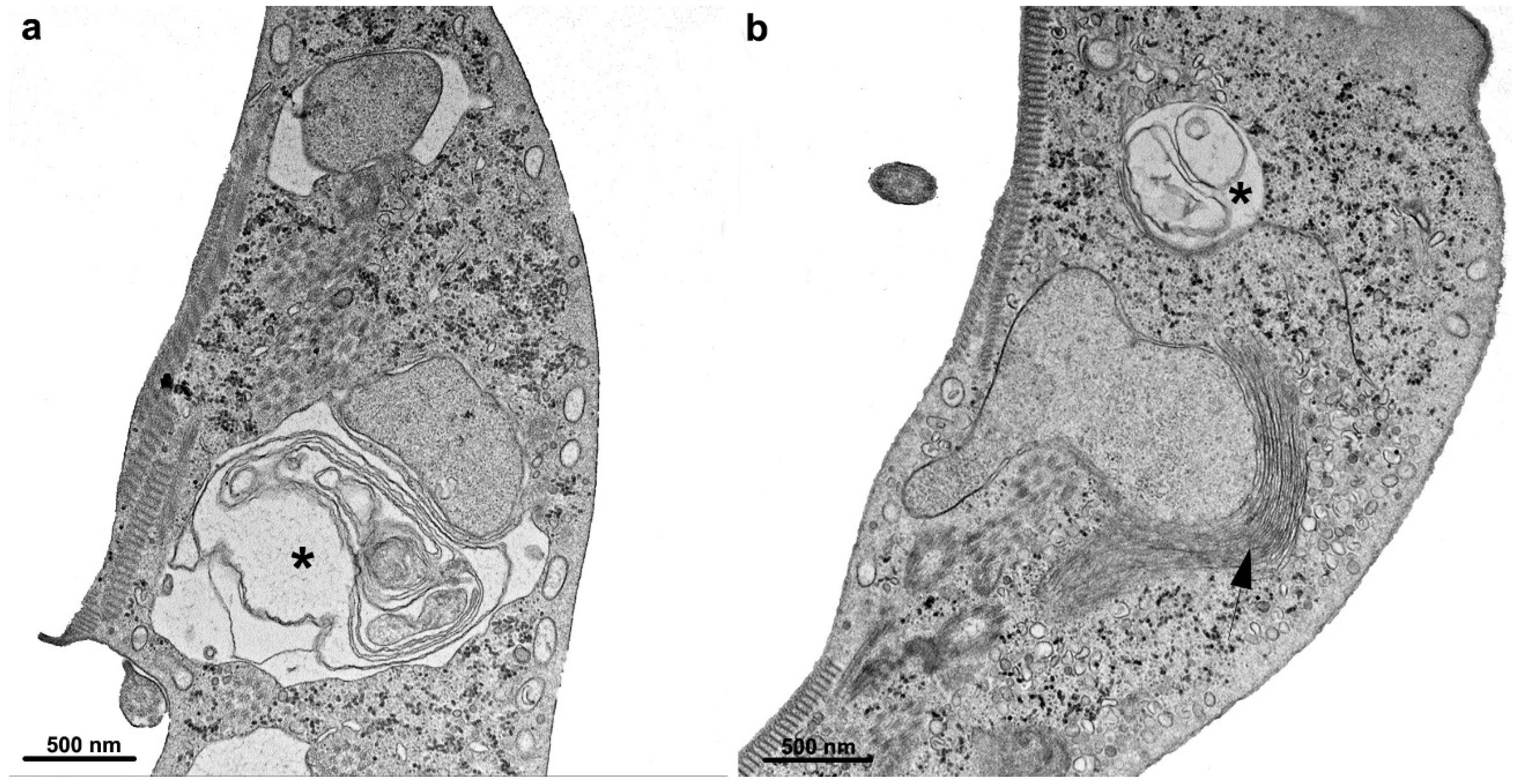 Pathogens 12 00810 g016 Pathogens 12 00810 g016
