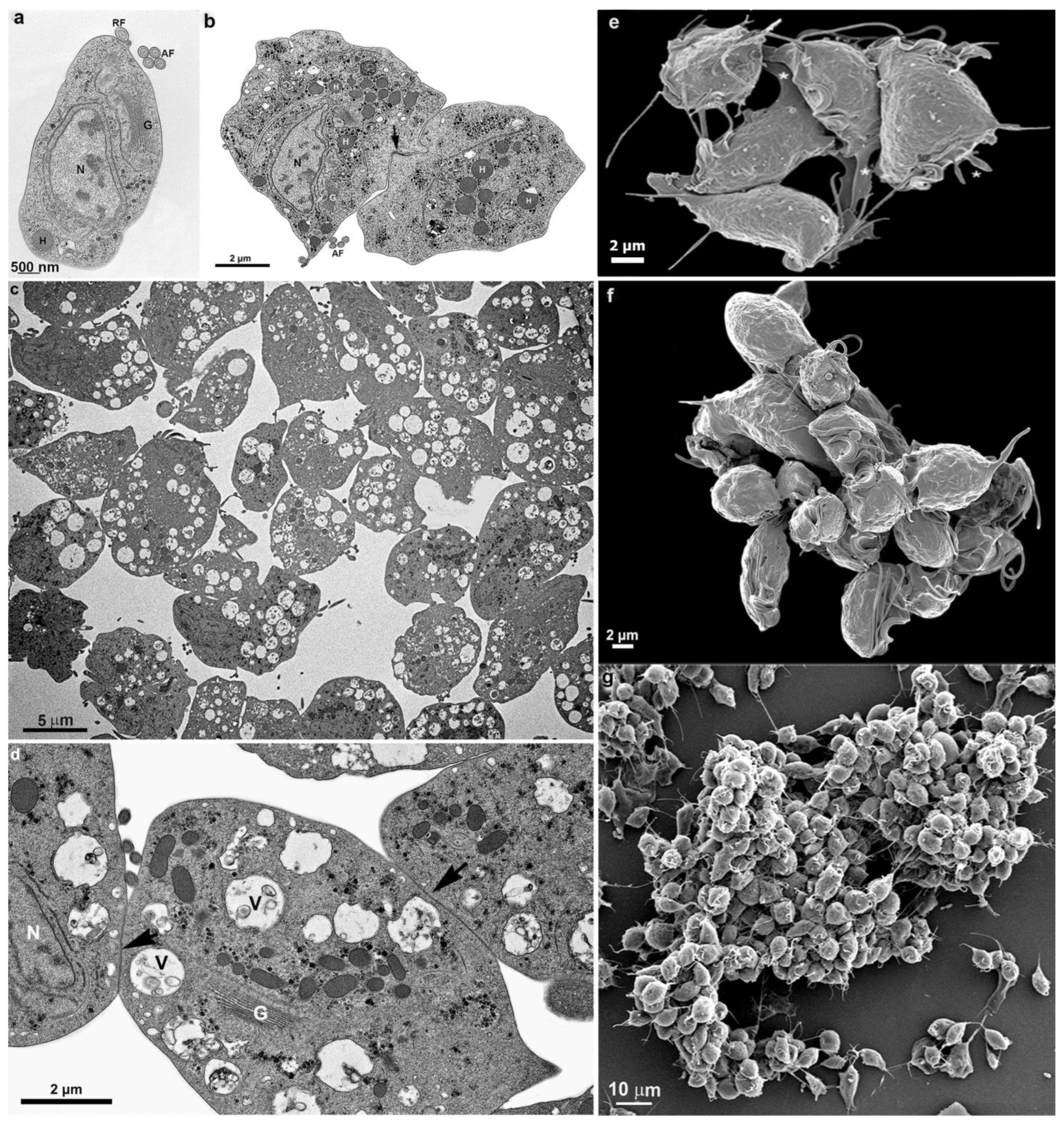 Pathogens 12 01381 g009