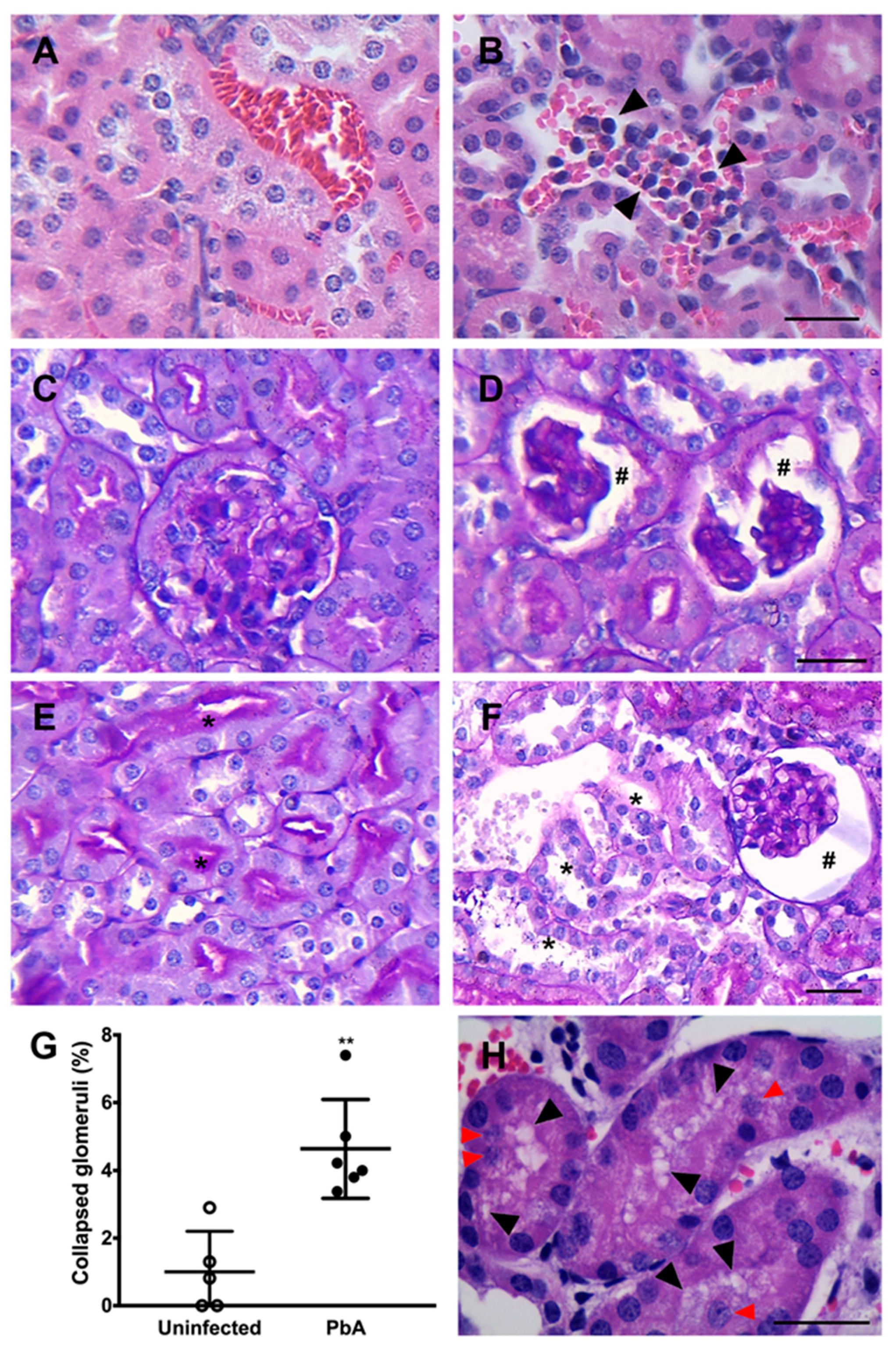Pathogens 13 00376 g003