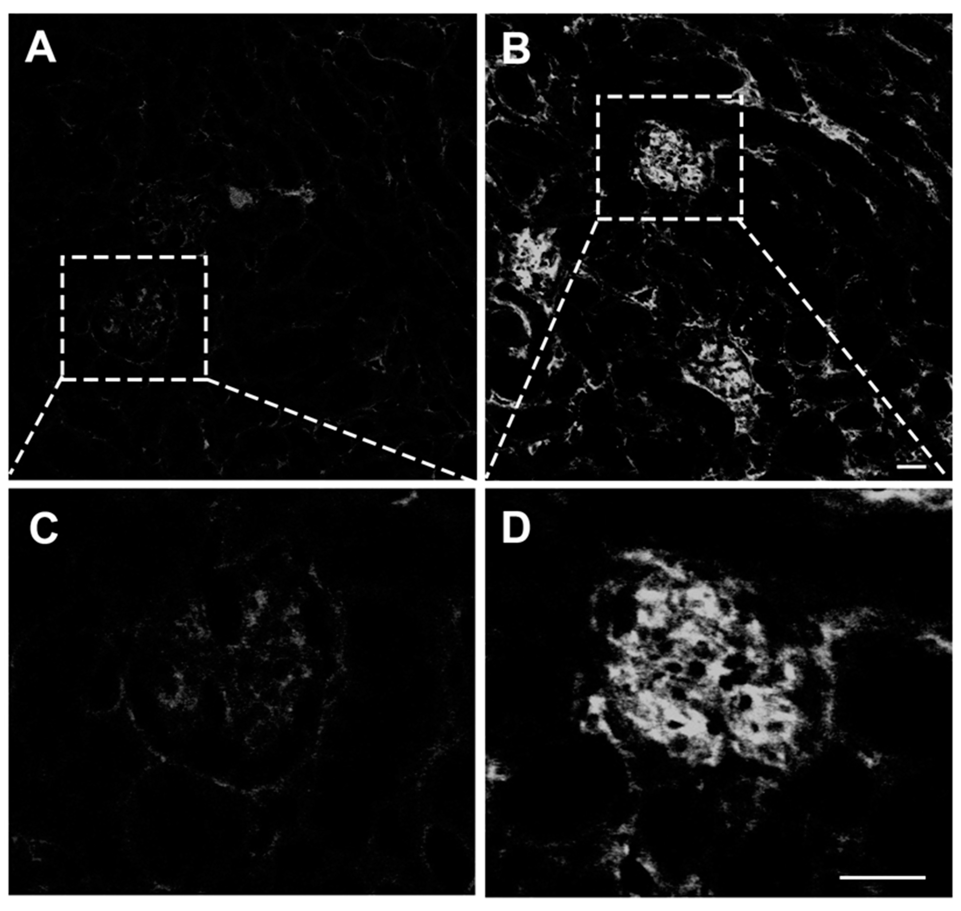 Pathogens 13 00376 g005