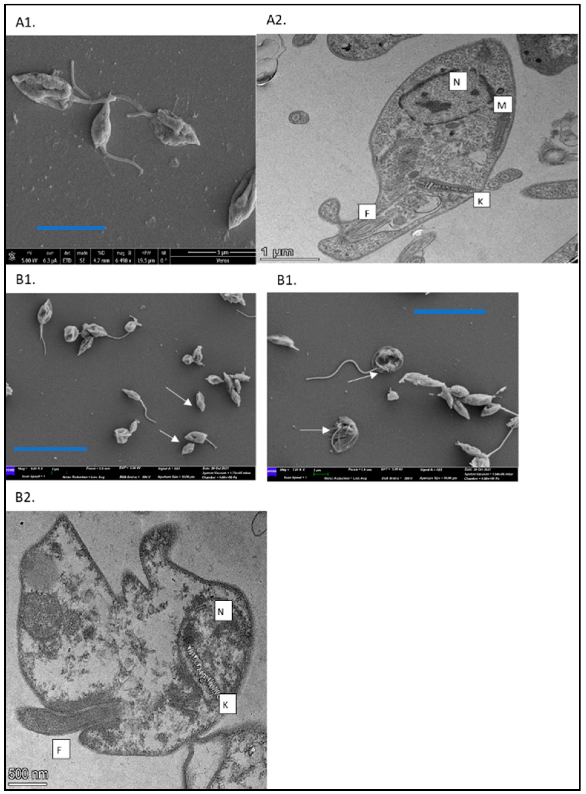 Pathogens 13 00384 g003