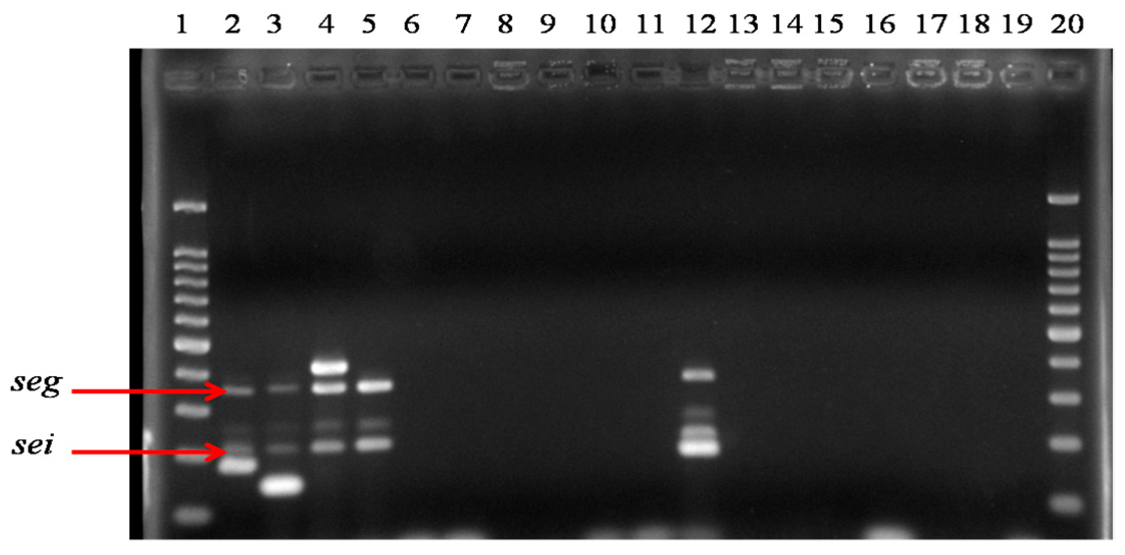 Pathogens 13 00408 g003