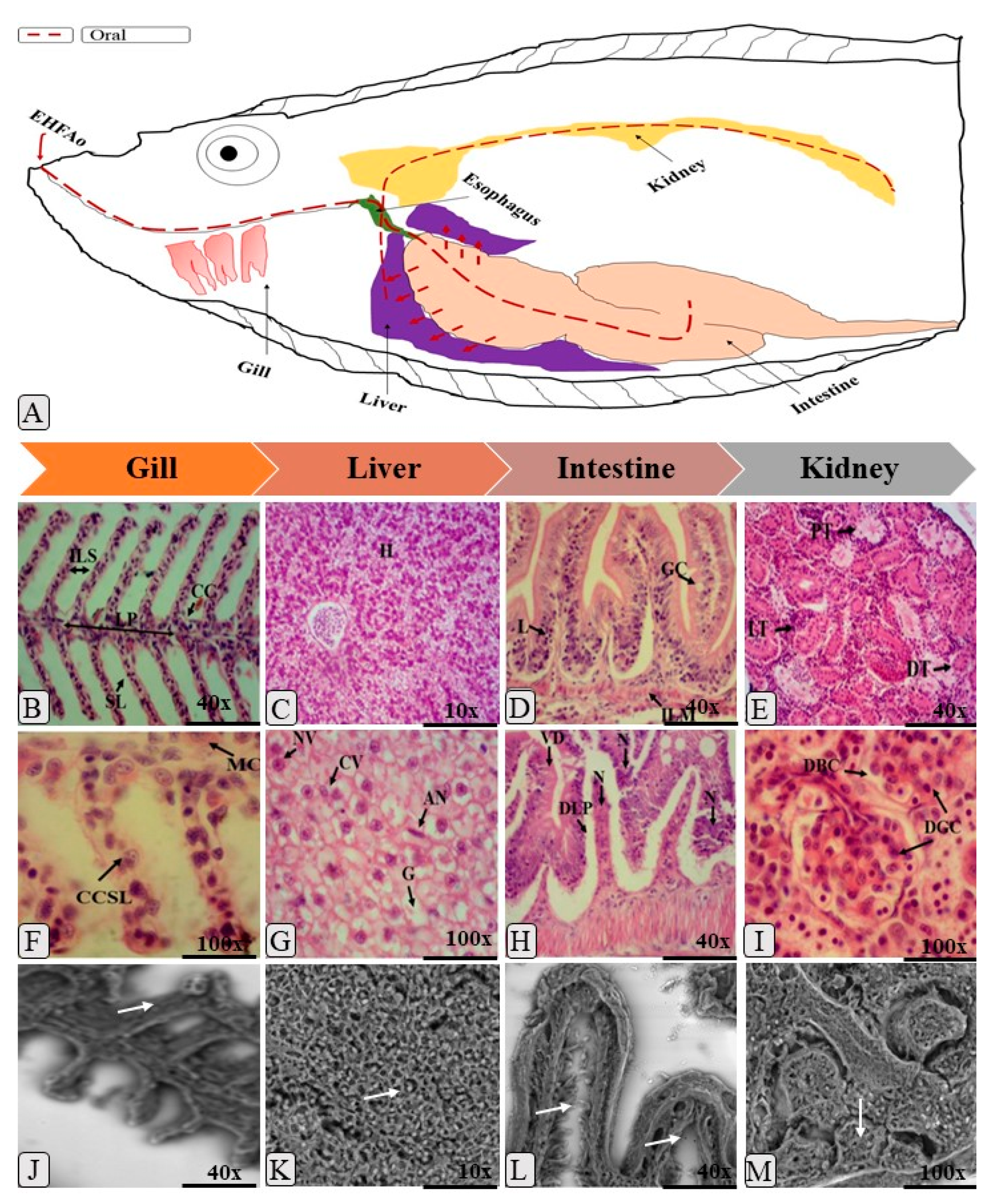 Pharmaceuticals 12 00173 g003
