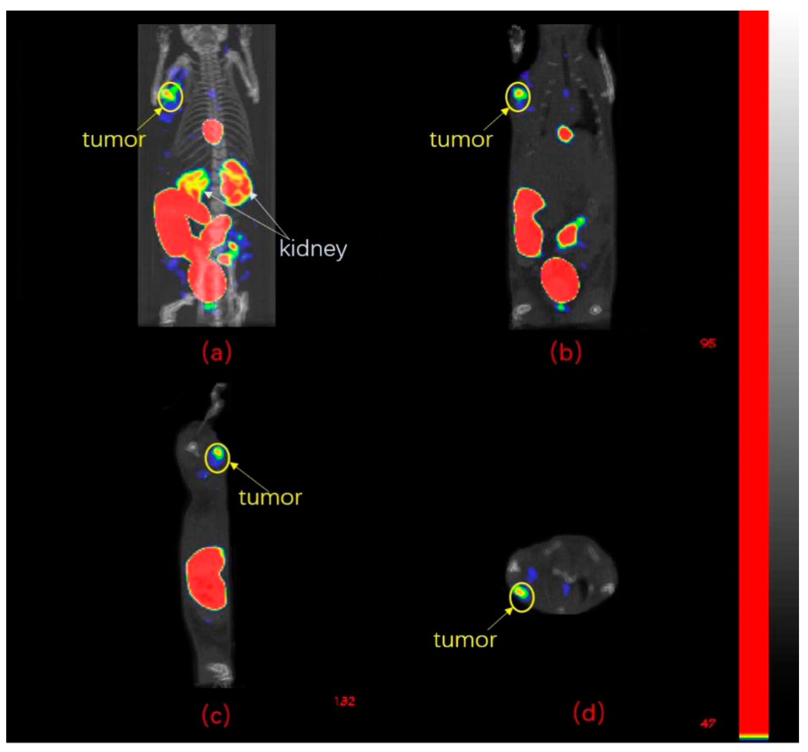 Pharmaceuticals 14 00158 g004
