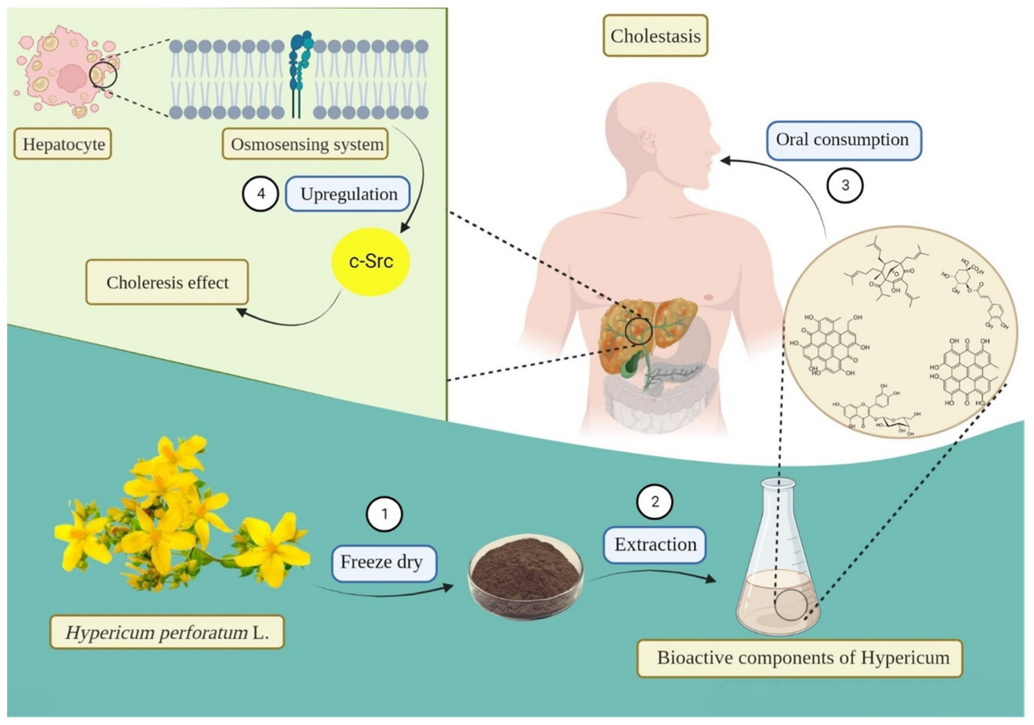 Pharmaceuticals 16 00887 g004 Pharmaceuticals 16 00887 g004