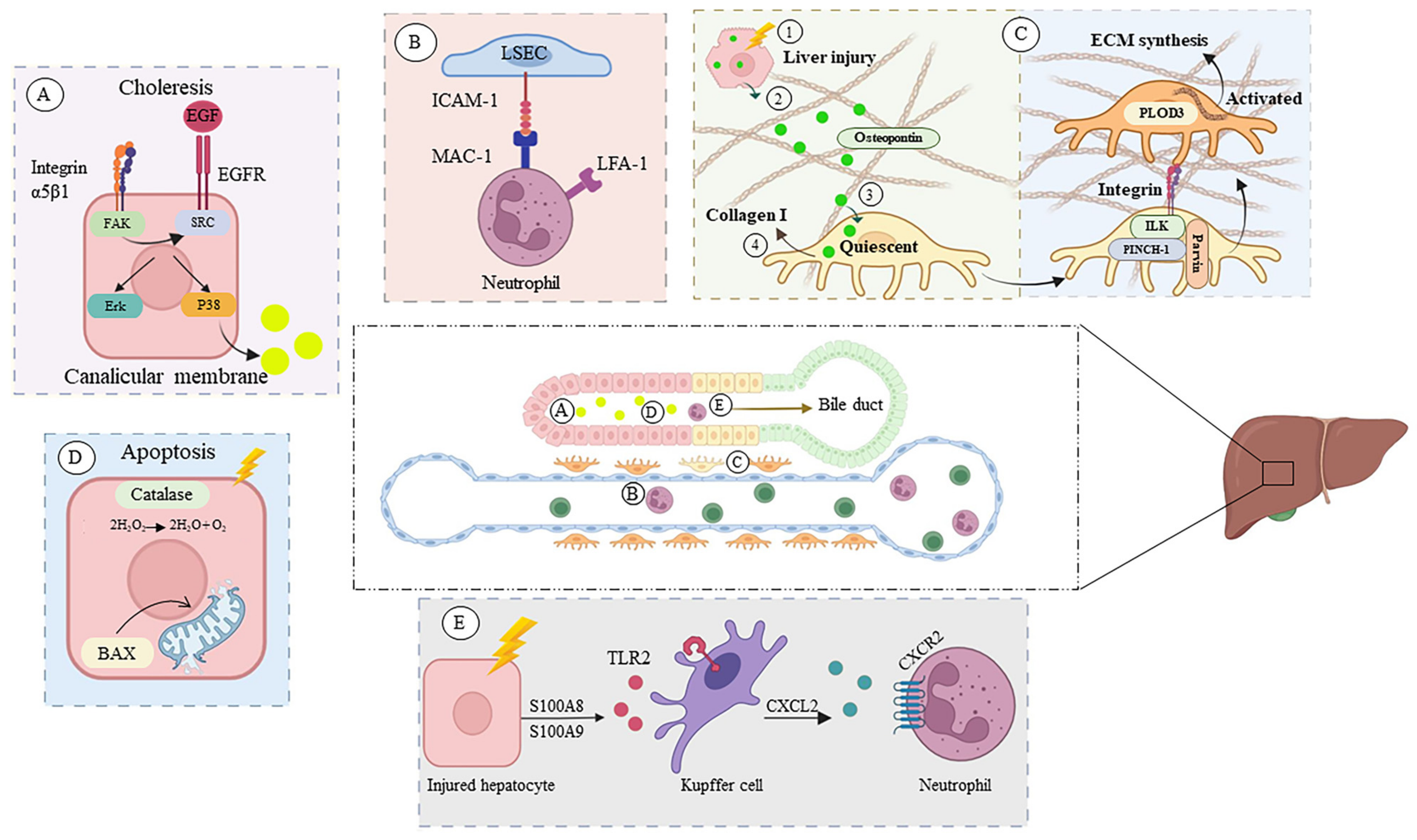Pharmaceuticals 16 00887 g005 Pharmaceuticals 16 00887 g005