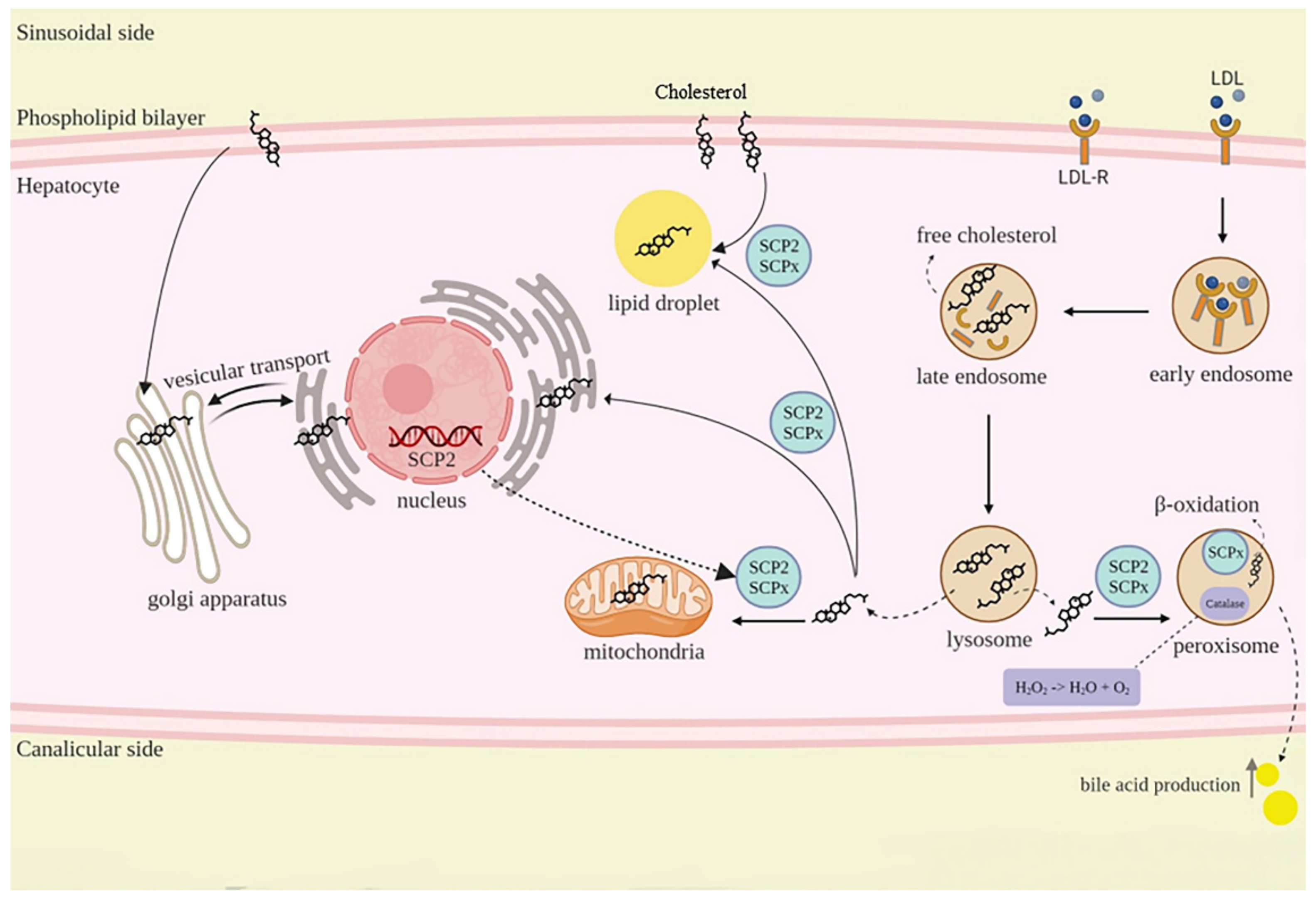 Pharmaceuticals 16 00887 g006 Pharmaceuticals 16 00887 g006