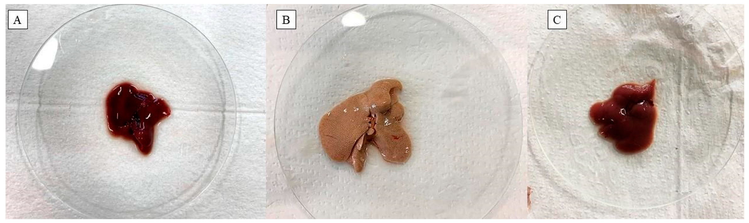 Pharmaceuticals 17 00072 g004