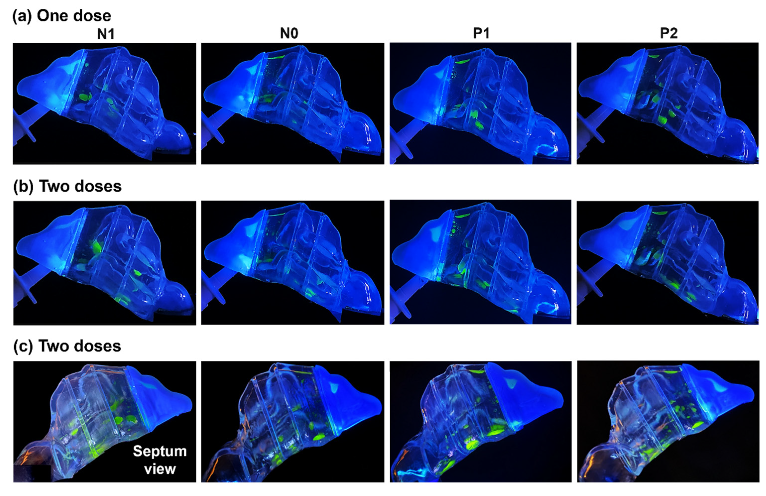 Pharmaceuticals 17 00073 g004