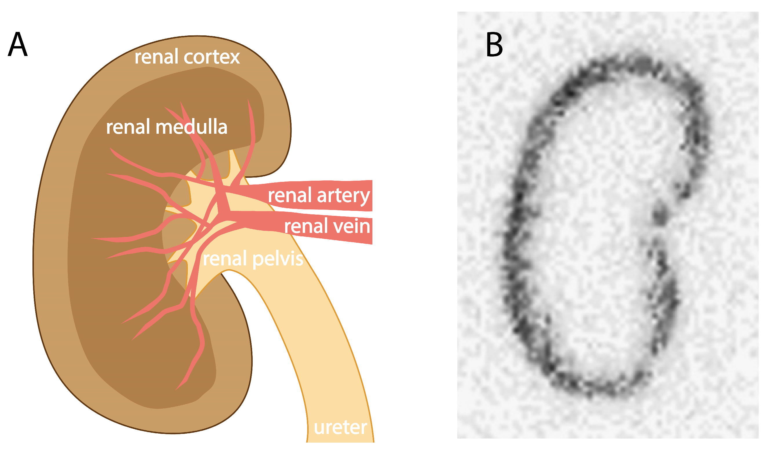 Pharmaceuticals 17 00256 g002
