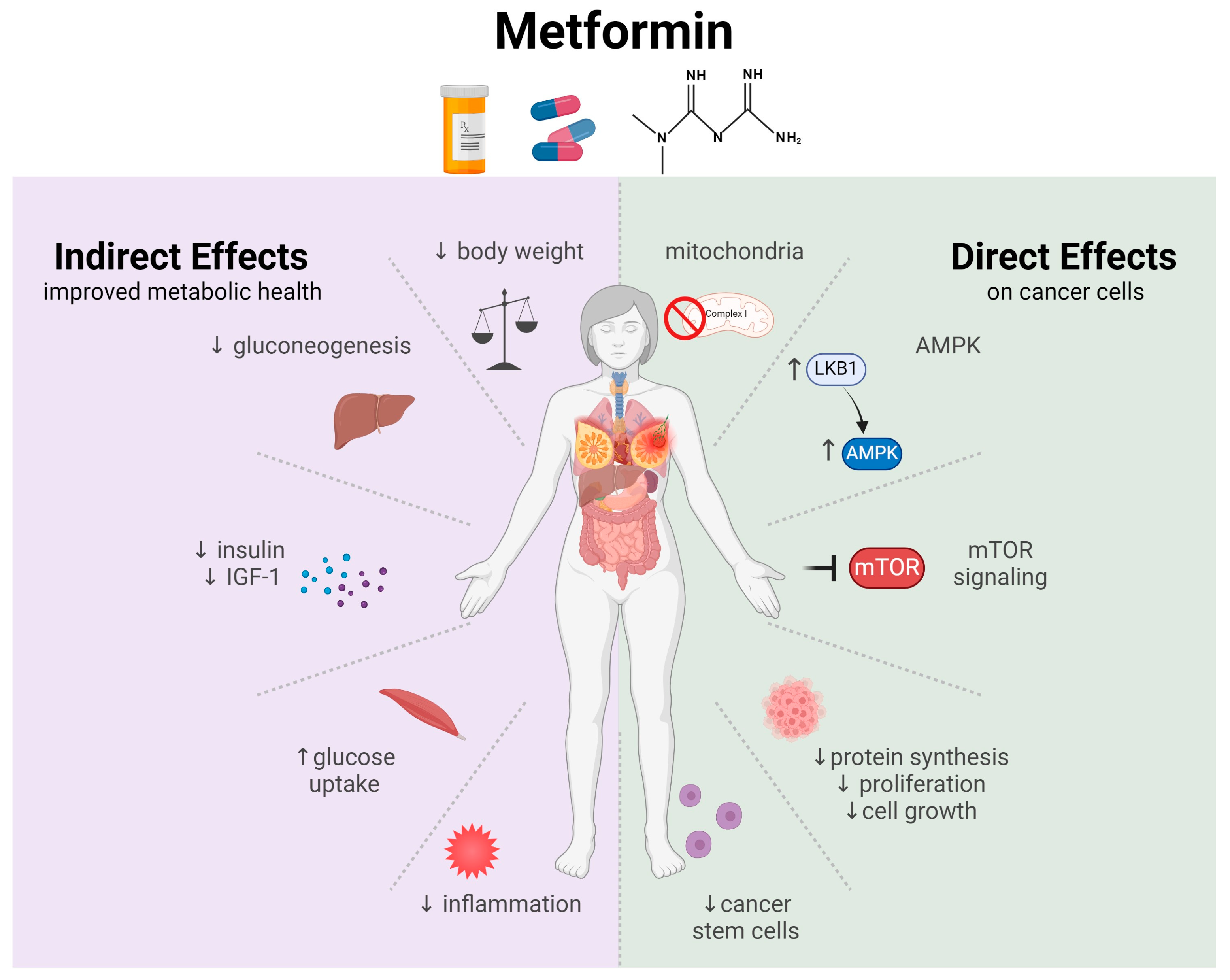 Pharmaceuticals 17 00396 g002